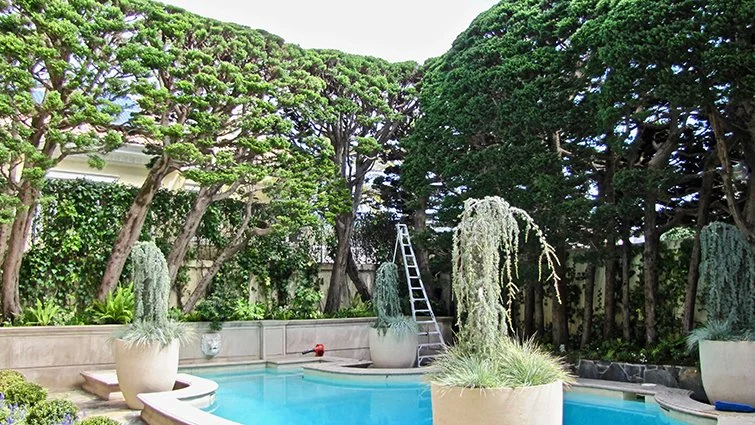 A backyard pool area with tall trees, potted plants, and a ladder near the trees.