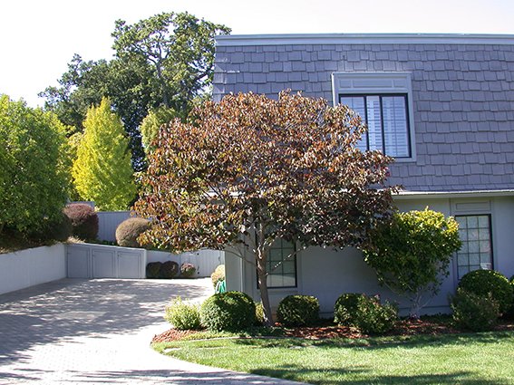 Front yard with a house, a large tree with reddish leaves, and a driveway.