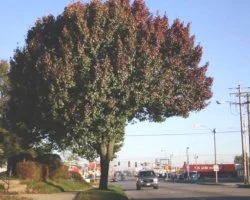 | Crown Raising | Removal of lower limbs of trees in order to provide clearance for buildings, vehicles and pedestrians. Primarily applies to trees in urban landscape settings.