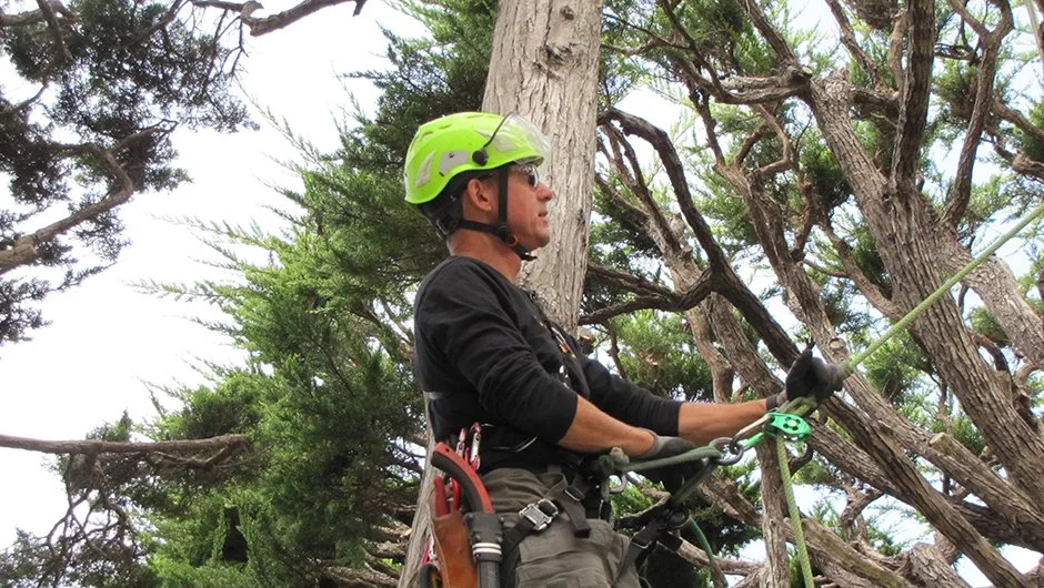 Dmitri Tioupine in tree climbing gear working in a tree