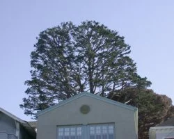 Crown Density Reduction: After
