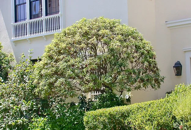 A large, well-trimmed tree in front of a beige building with a balcony and a black wall lantern.