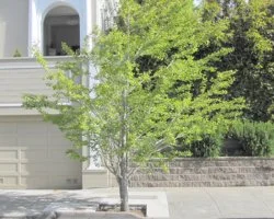 Structural Pruning: Before