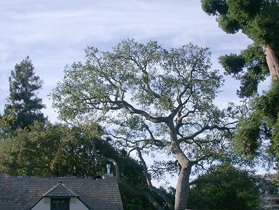 Tree with sprawling branches in a yard, with a portion of a house roof visible in the foreground.