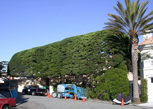 Large ornamental tree shaped like a cloud next to a tall palm tree, with cars parked underneath and construction cones nearby.