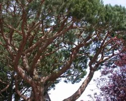 | Crown Cleaning | Pruning to remove dead, dying, diseased, broken or poorly attached branches, and crossing or rubbing branches.