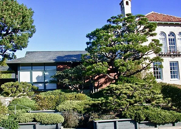 A landscaped garden with neatly trimmed bushes and a large, tiered pine tree in front of a building, with a blue sky and some greenery in the background.