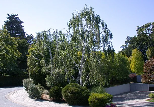 A landscaped garden with a large weeping tree, bushes, and a paved circular driveway under a clear blue sky.