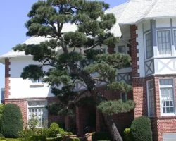 | Cloud Pruning | Pruning limbs to create space between them and flatten the top and bottom of the foliage, giving the appearance of “clouds.”
