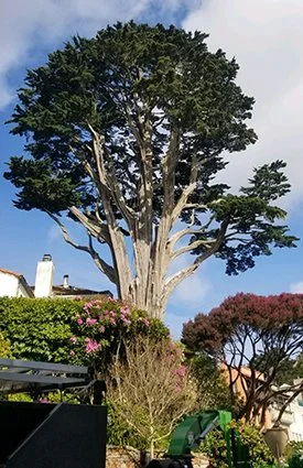 A large, mature tree with a broad canopy and multiple branches, surrounded by lush greenery, flowers, and residential buildings under a partly cloudy sky.