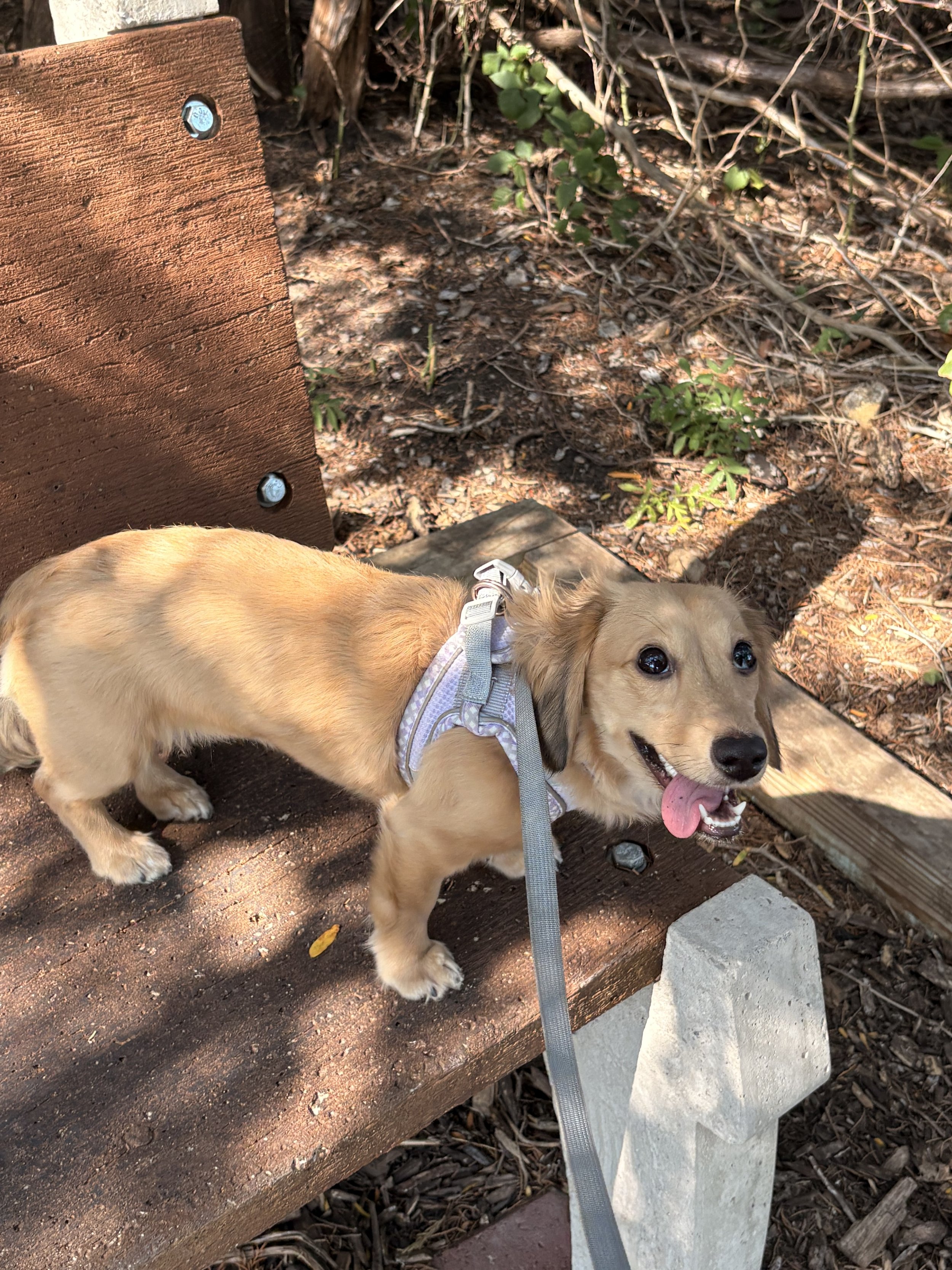 A golden retriever puppy with a gray harness and leash, standing on a wooden park bench, with a natural outdoor setting with plants and wood mulch in the background.