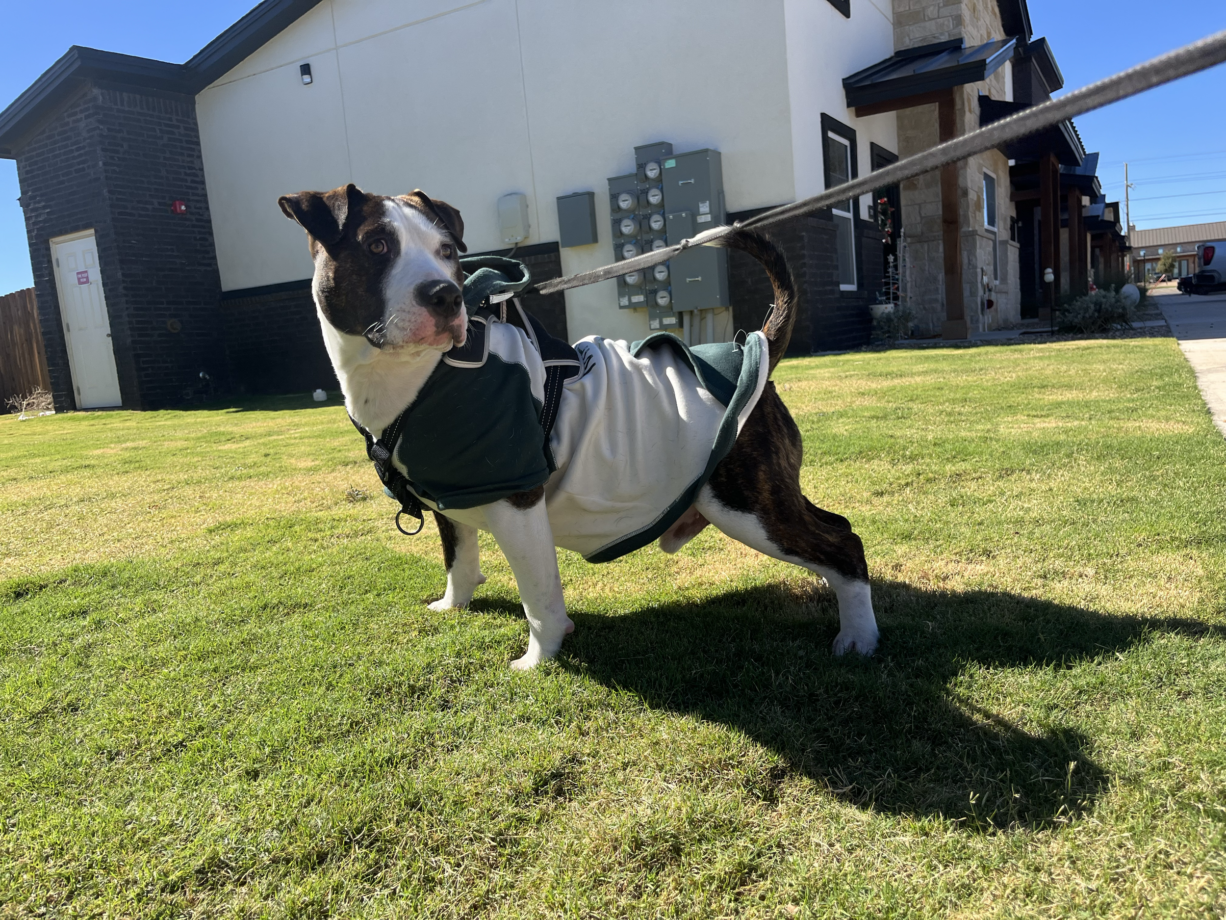 A black and white dog with a pink nose and hazel eyes wearing a black and beige harness, standing on green grass in front of a modern house with beige and black exterior walls, multiple electric meters, and a sidewalk.