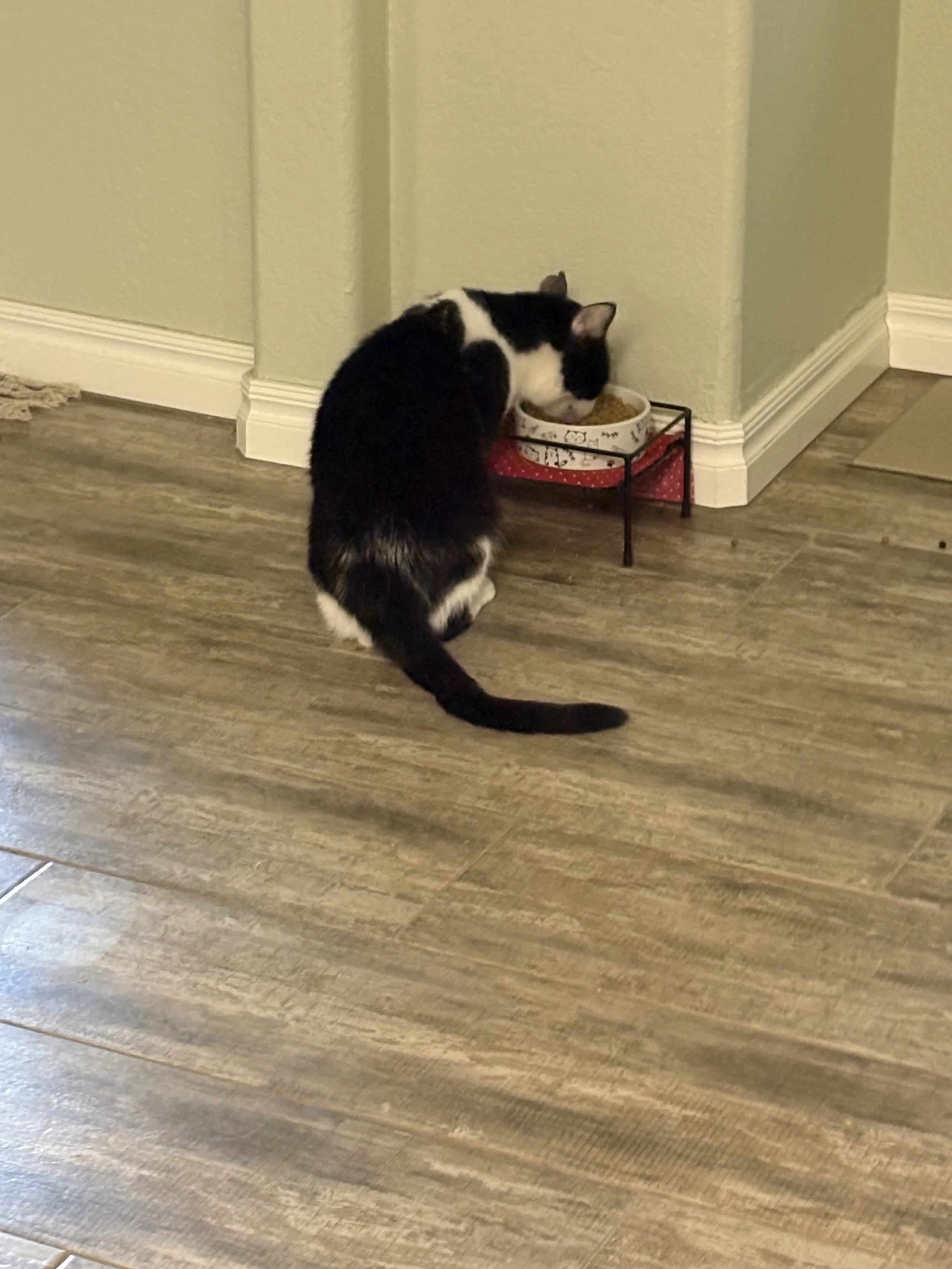 Black and white cat eating from a white bowl on a black stand in a room with wooden flooring and light green walls.