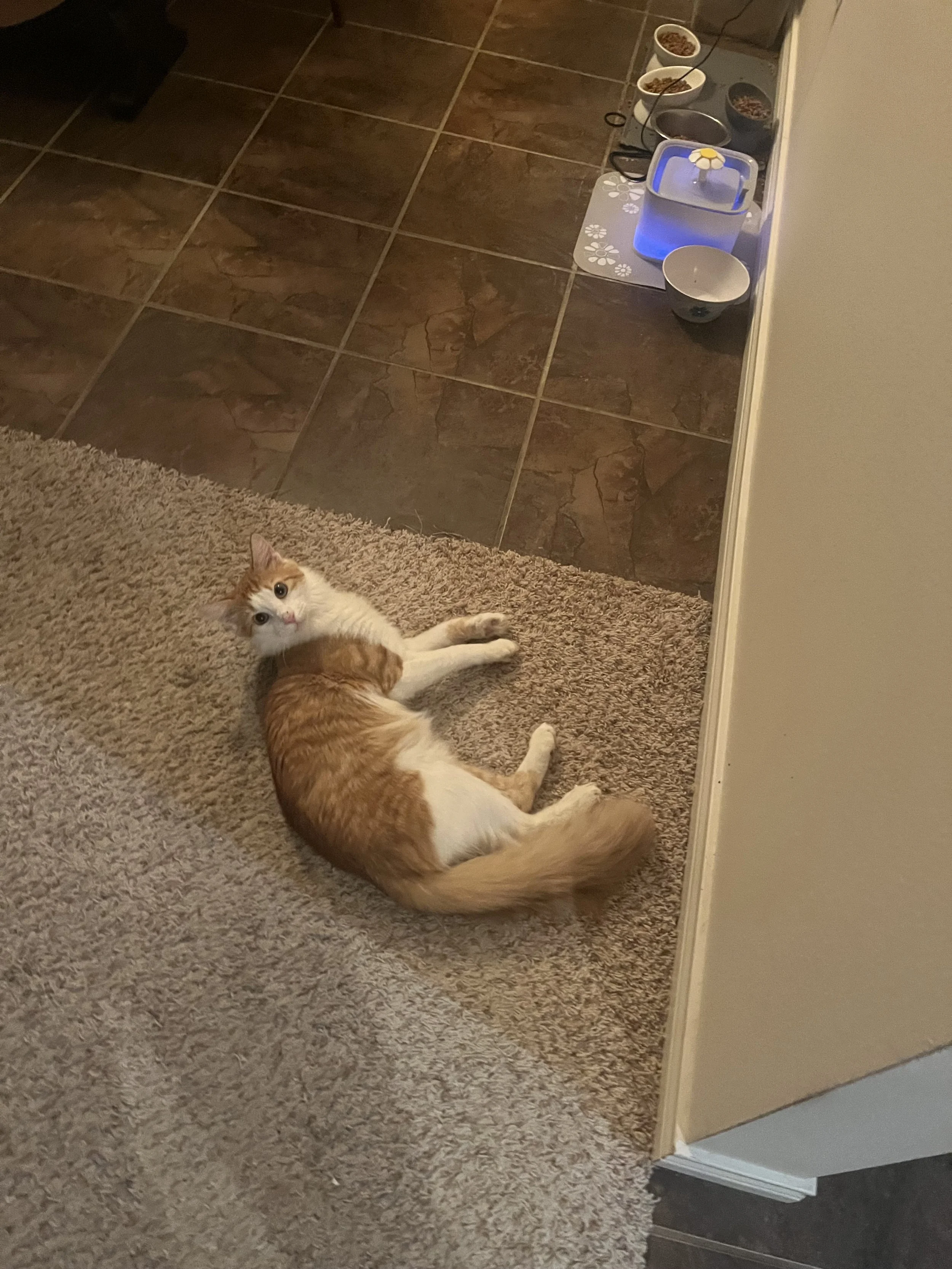A ginger and white cat lying on a beige carpeted floor, looking up at the camera, with a tiled kitchen floor and pet food bowls in the background.