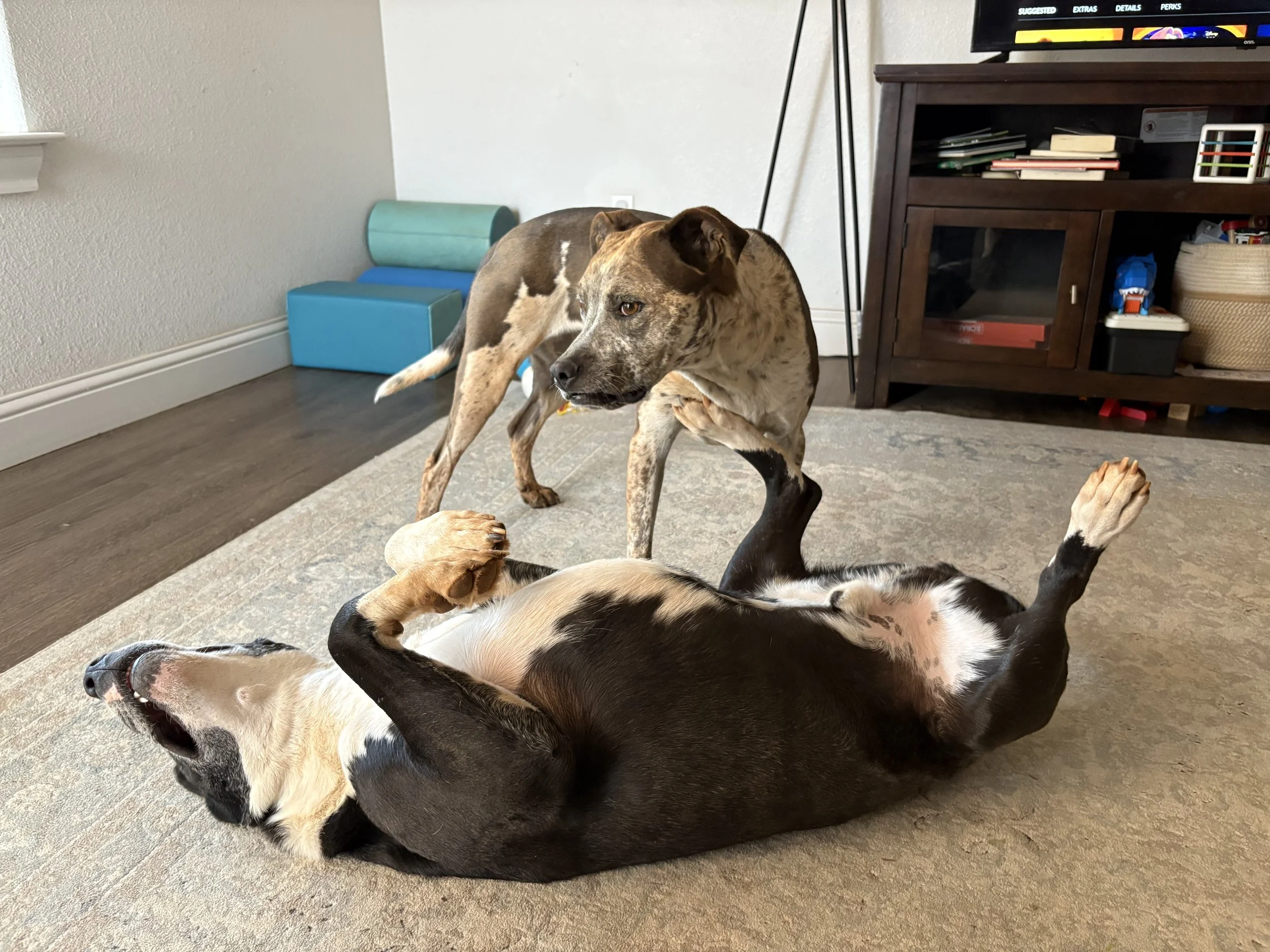 Multiple dogs playing on a living room floor, some lying down and others standing, with a wooden entertainment center and a television in the background.