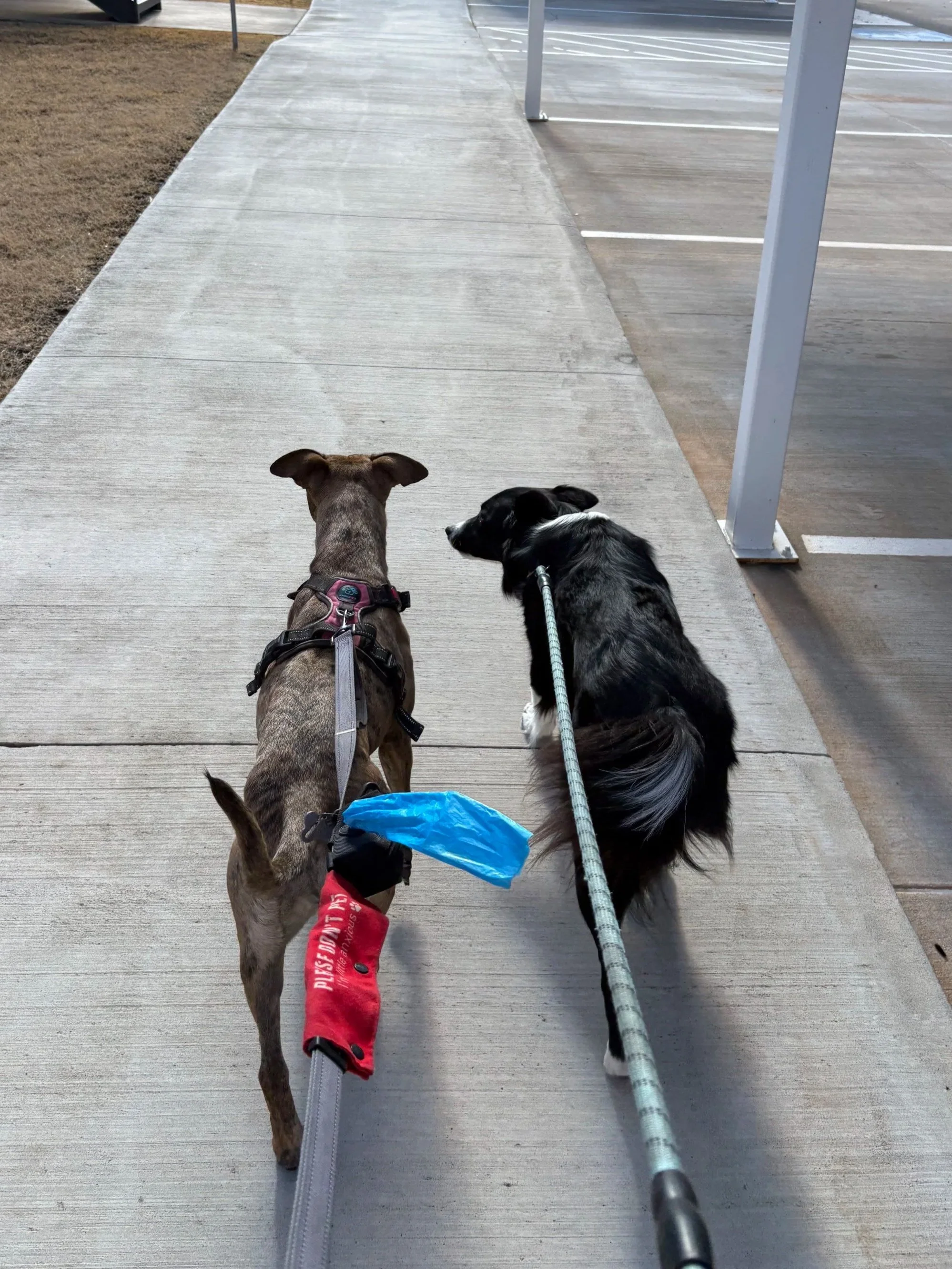 Two dogs walking on a sidewalk, one wearing a red harness and a blue plastic bag attached, the other a black and white coat, and they are held on leashes.