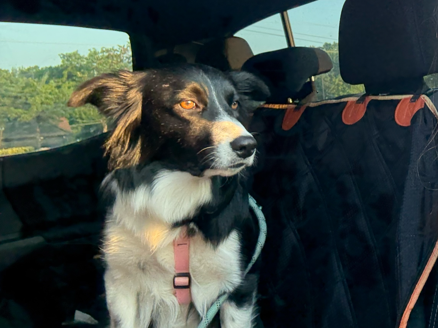 A dog with black, brown, and white fur sitting in the back of a vehicle, looking out the window.