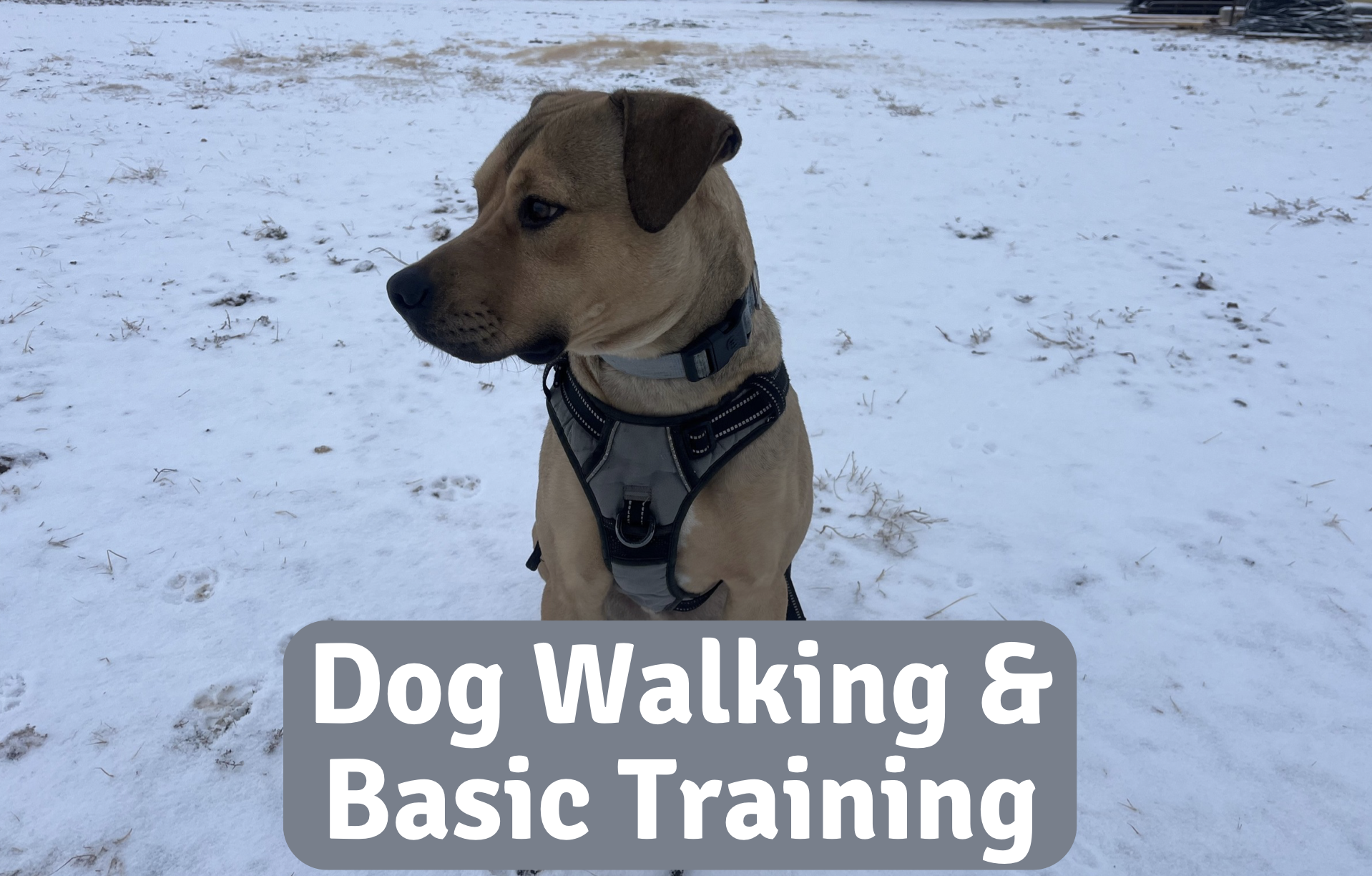 A tan dog with a black nose and dark ears sitting in snow, wearing a harness and collar, looking to the left.