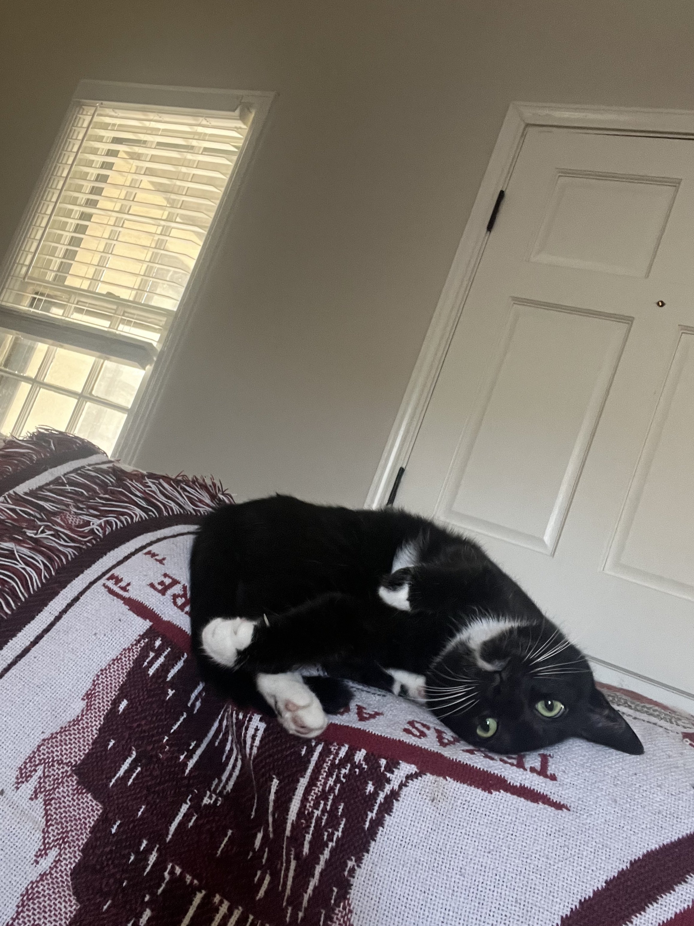 A black and white cat lying on a red and white patterned blanket near a window with white blinds, with a white door in the background.