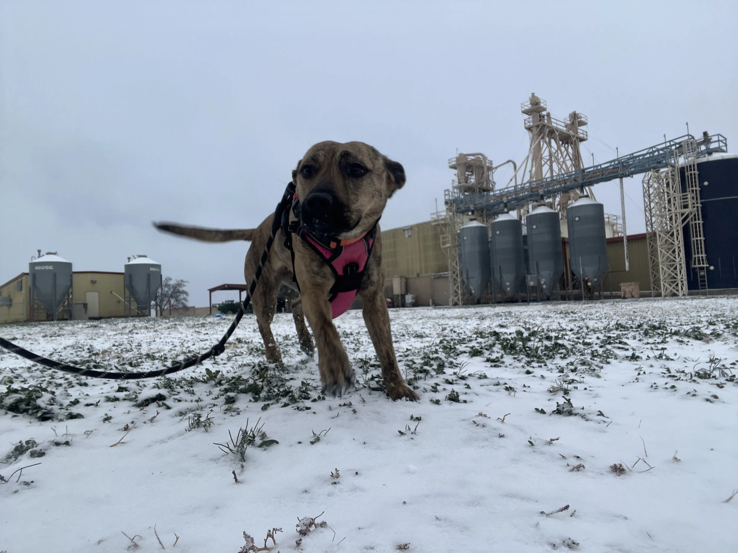 A dog with a brindle coat and a pink harness standing on snow-covered ground outdoors, with industrial buildings and silos in the background under a cloudy sky.