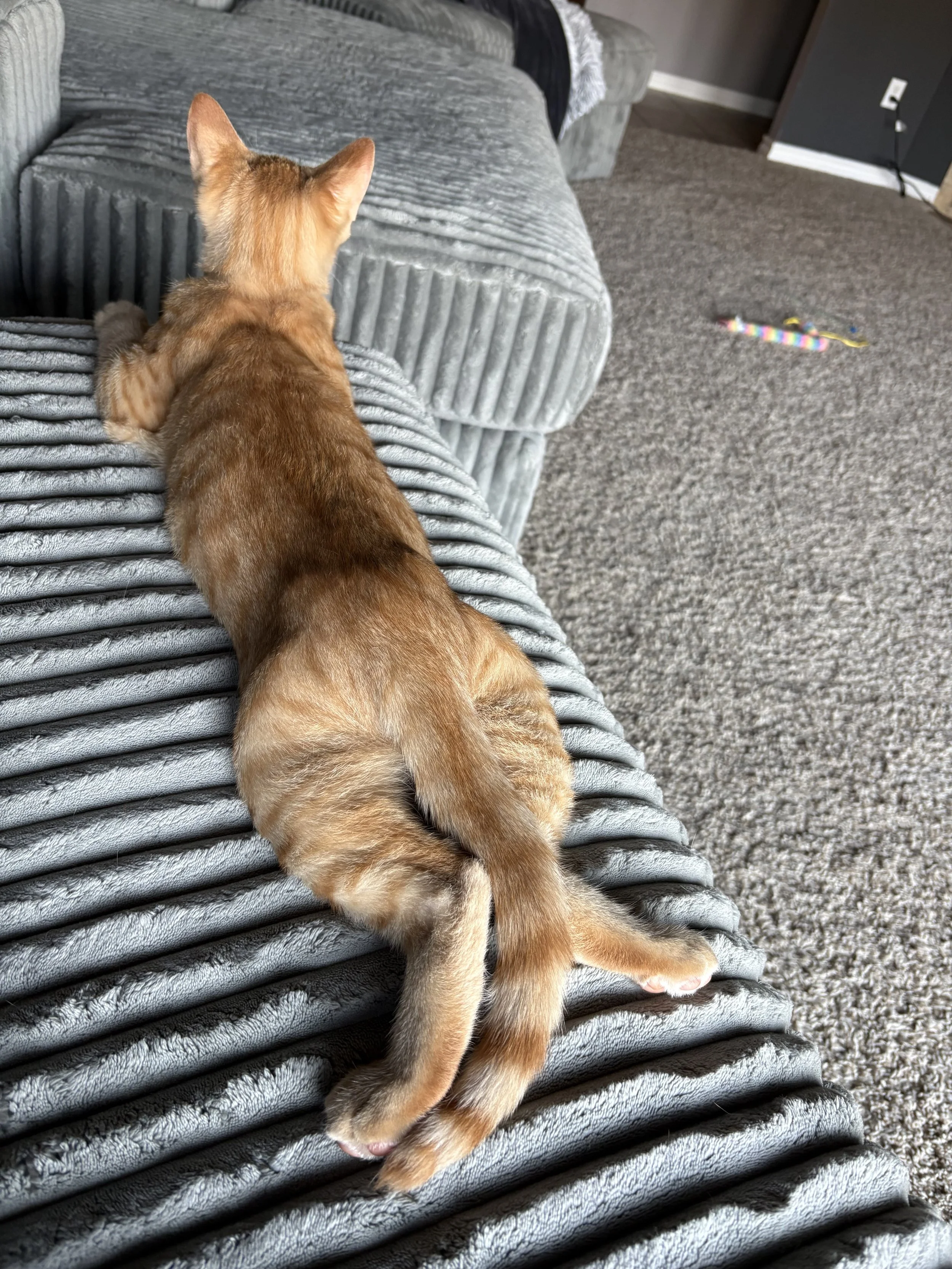 A cute orange tabby kitten lying on a gray ribbed couch with its back facing the camera, stretching its front paws forward.