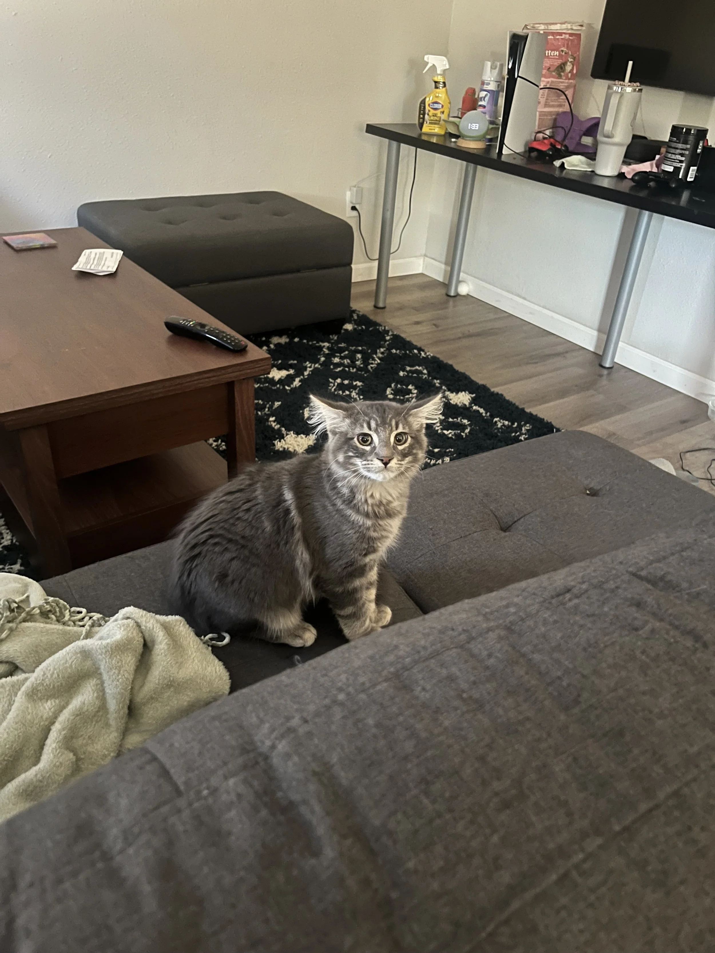 A long-haired gray and white cat sitting on a dark-colored couch in a living room. There is a wooden coffee table with a TV remote and a folded towel in front of the cat. An area rug with black and white patterns is on the floor. In the background, t