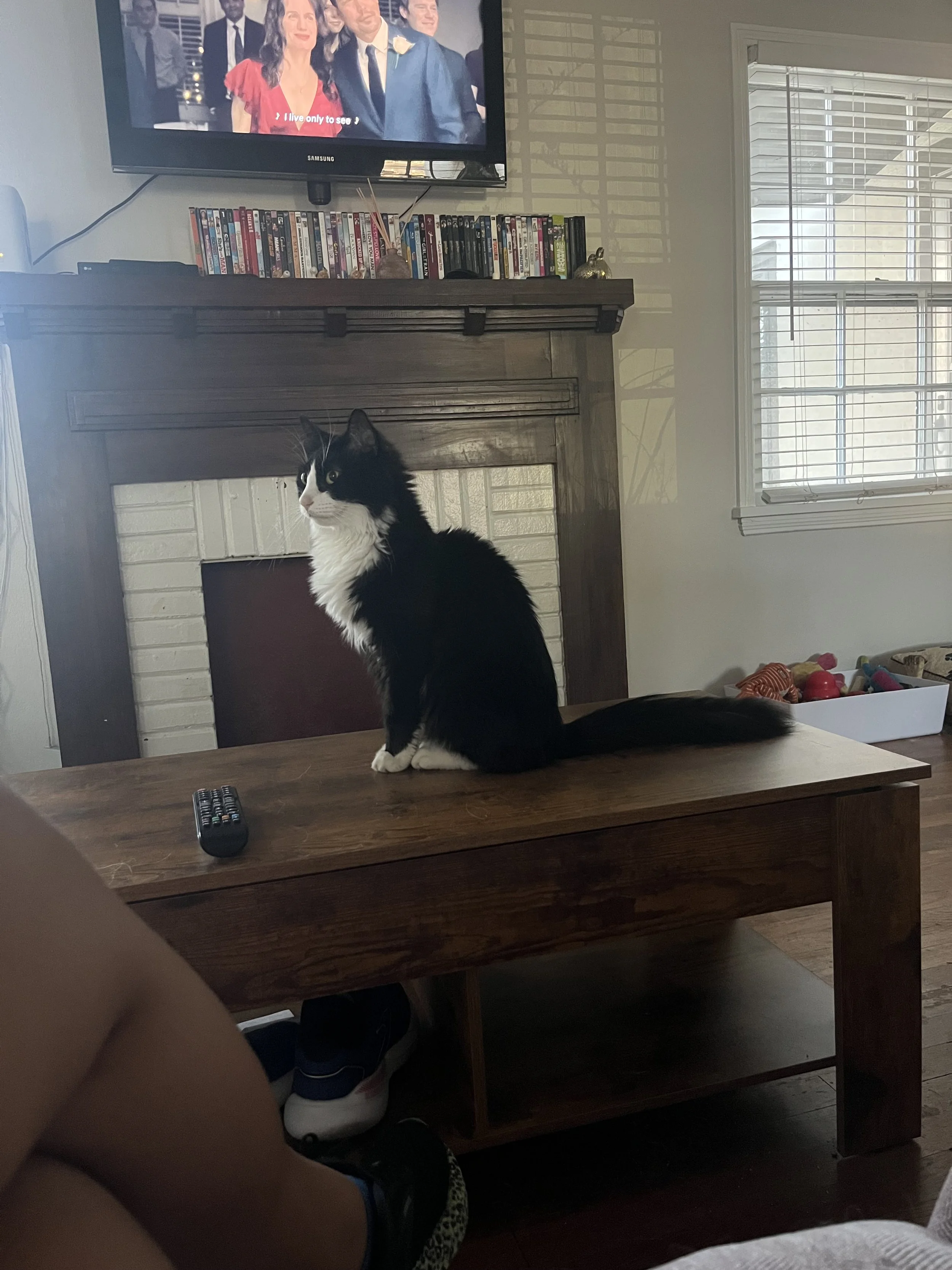 A black and white cat sitting on a wooden table in a living room with a TV, DVDs, and a window with blinds.
