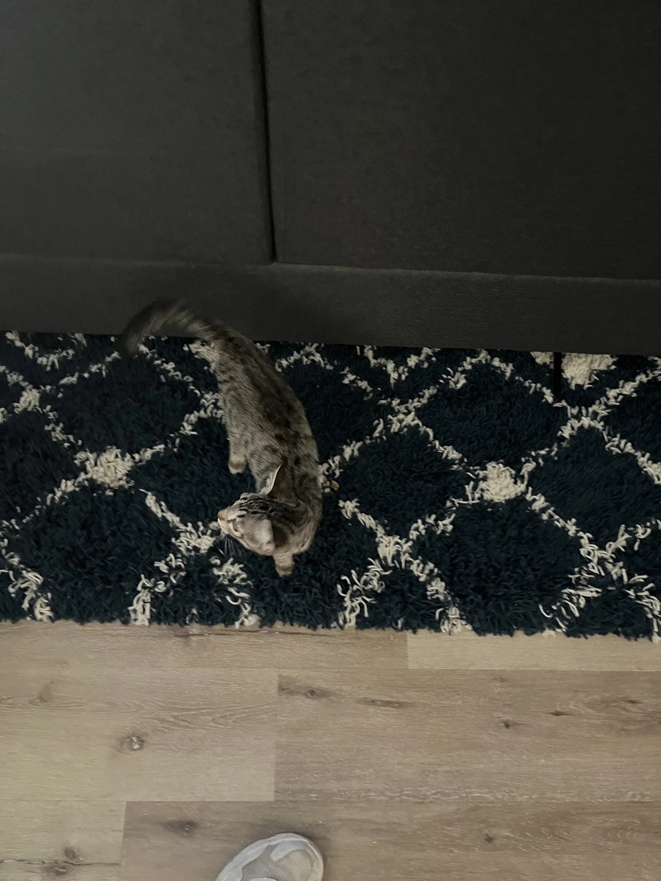 Top-down view of a tabby cat lying on a black and white patterned rug with a person's shoe visible at the bottom of the image and a gray cabinet in the background.