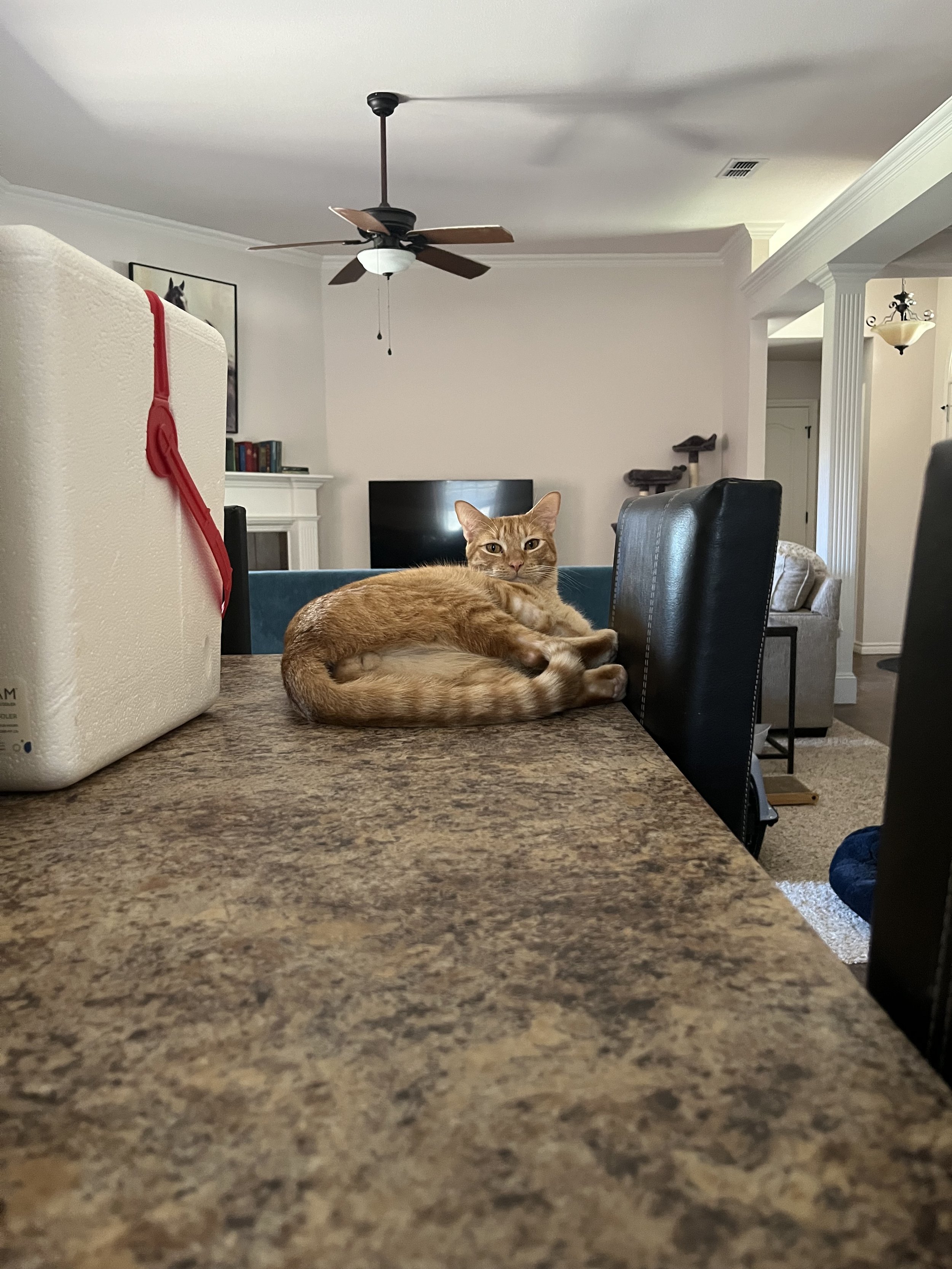 An orange tabby cat lying on a beige countertop in a living room, with a black chair nearby and part of a white cooler visible on the left. In the background, there is a television, a bookshelf, and a ceiling fan.