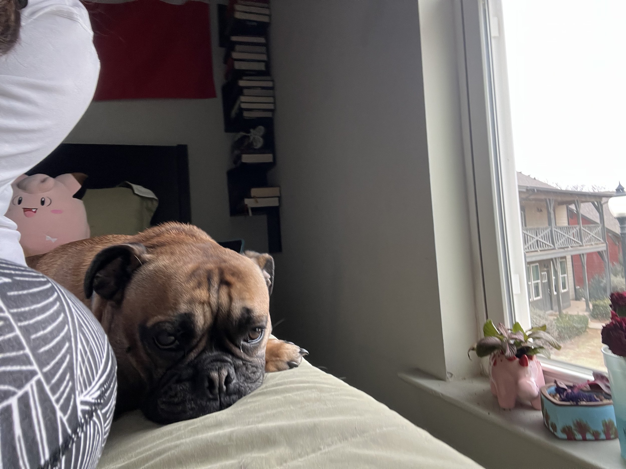 A dog lying on a bed next to a person's arm, with a window showing houses outside and a shelf with books inside. There are also potted plants and a pink stuffed toy on the bed.
