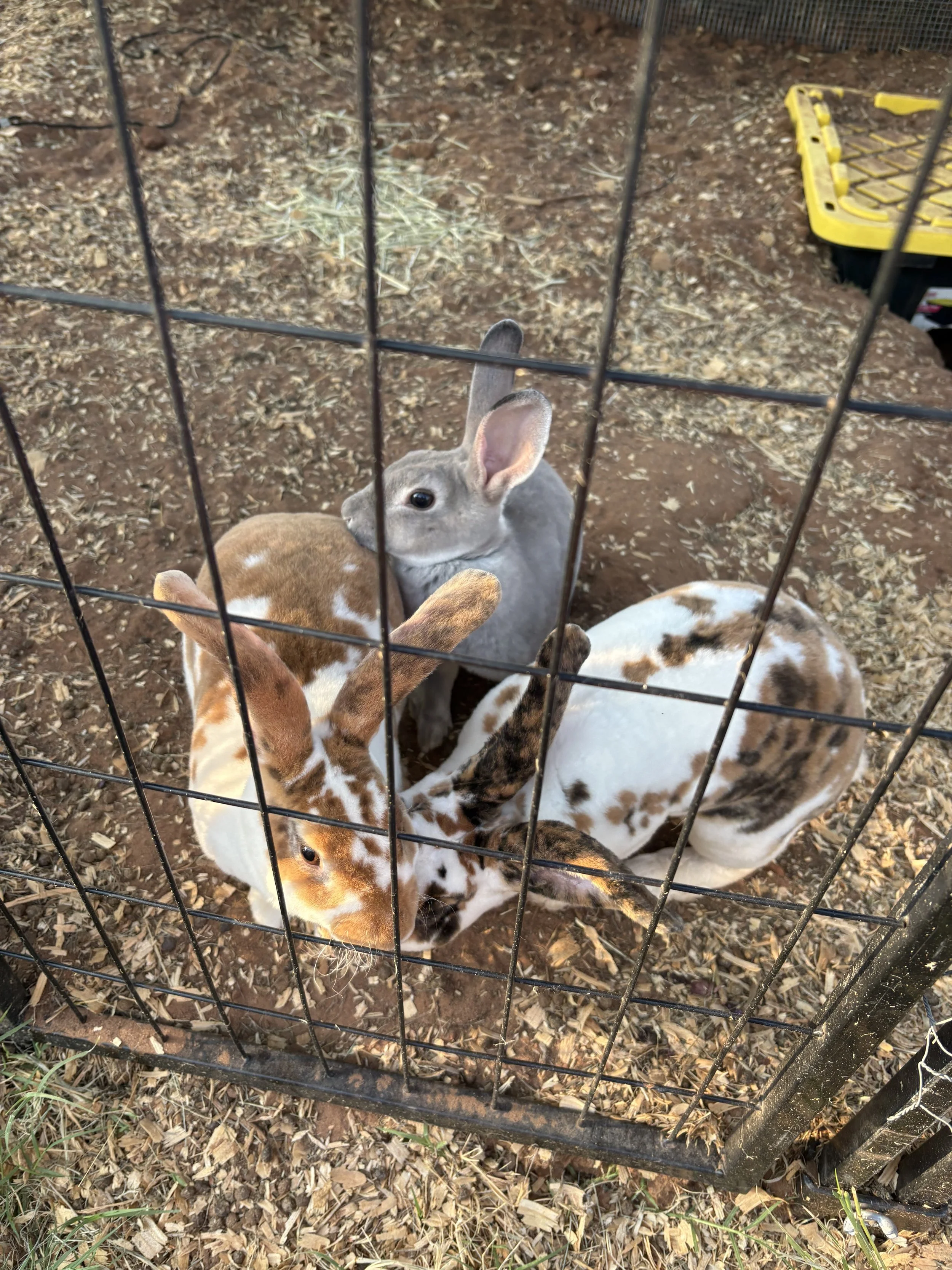 Multiple rabbits inside a cage with dirt ground and hay, with a yellow food tray in the background.