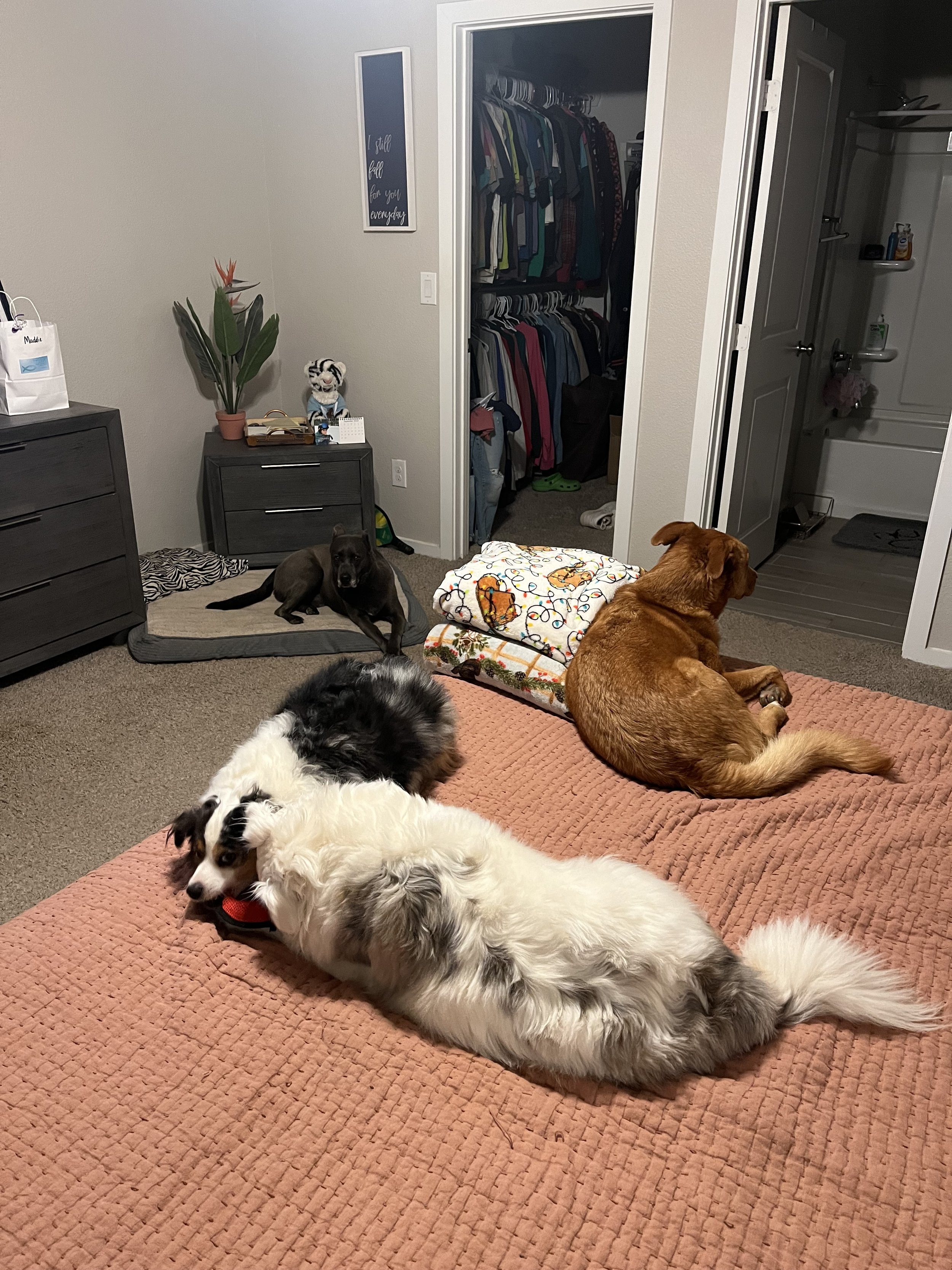 A room with four dogs lying on the floor, two on a pink quilt and two on a gray mat. The background shows a closet with hanging clothes, a dresser with a plant and various items, and a bathroom area.
