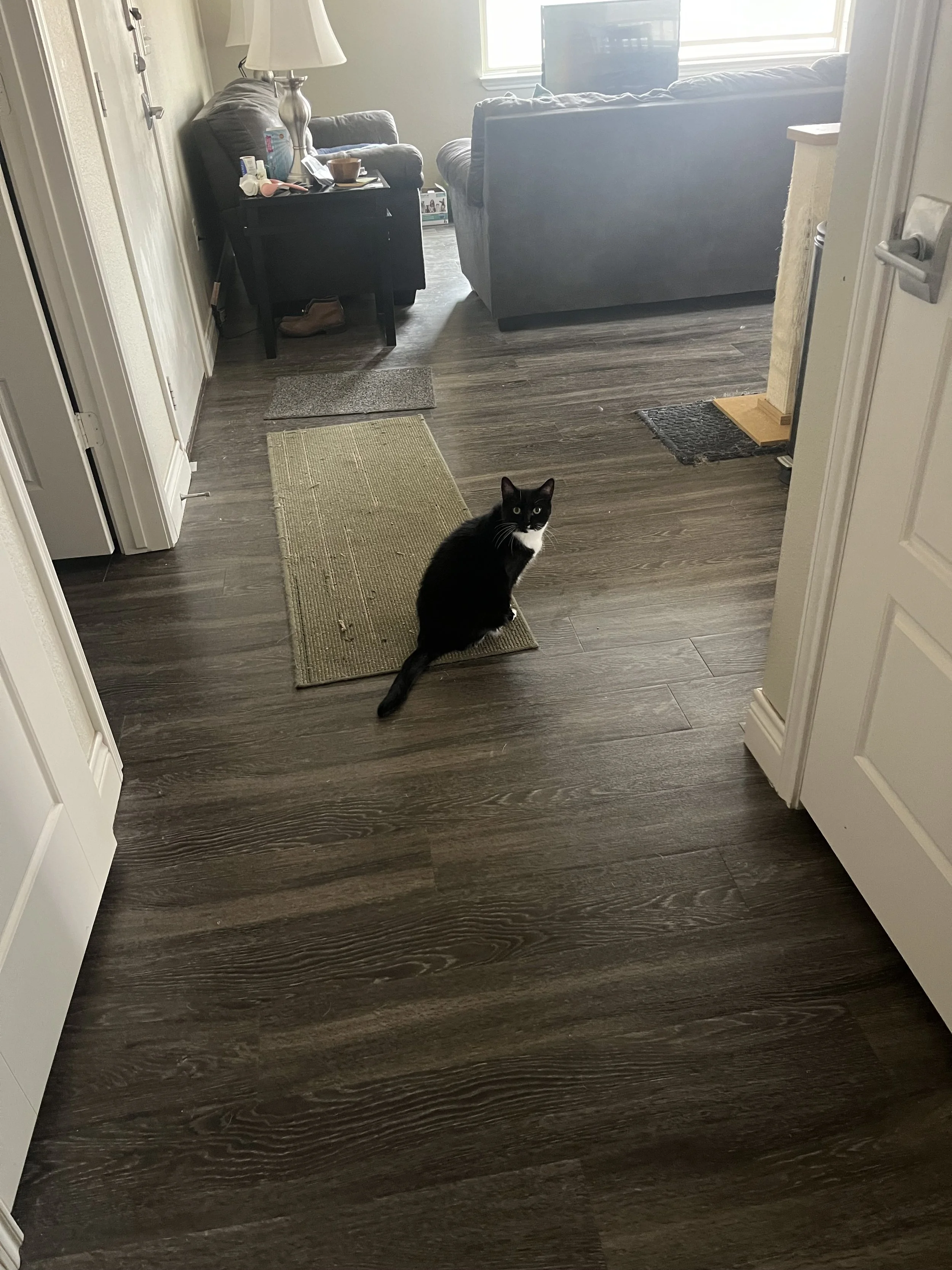 A black and white cat sitting on a dark wood floor in front of a doorway, with a living room visible in the background including a sofa, a side table with a lamp, and some small rugs.