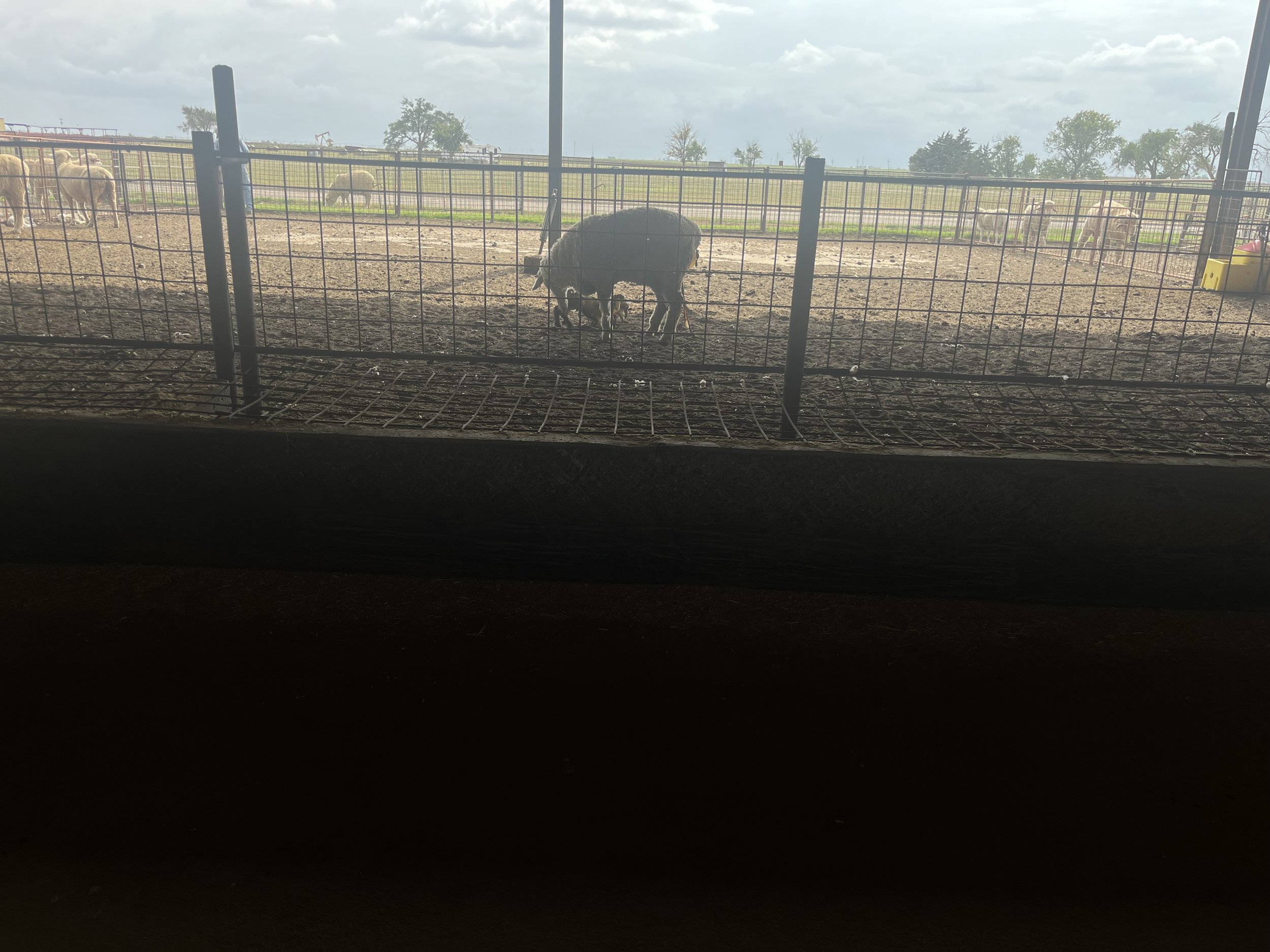 A farm scene with a fenced enclosure, a black pig with piglets, and sheep in the background under a partly cloudy sky.