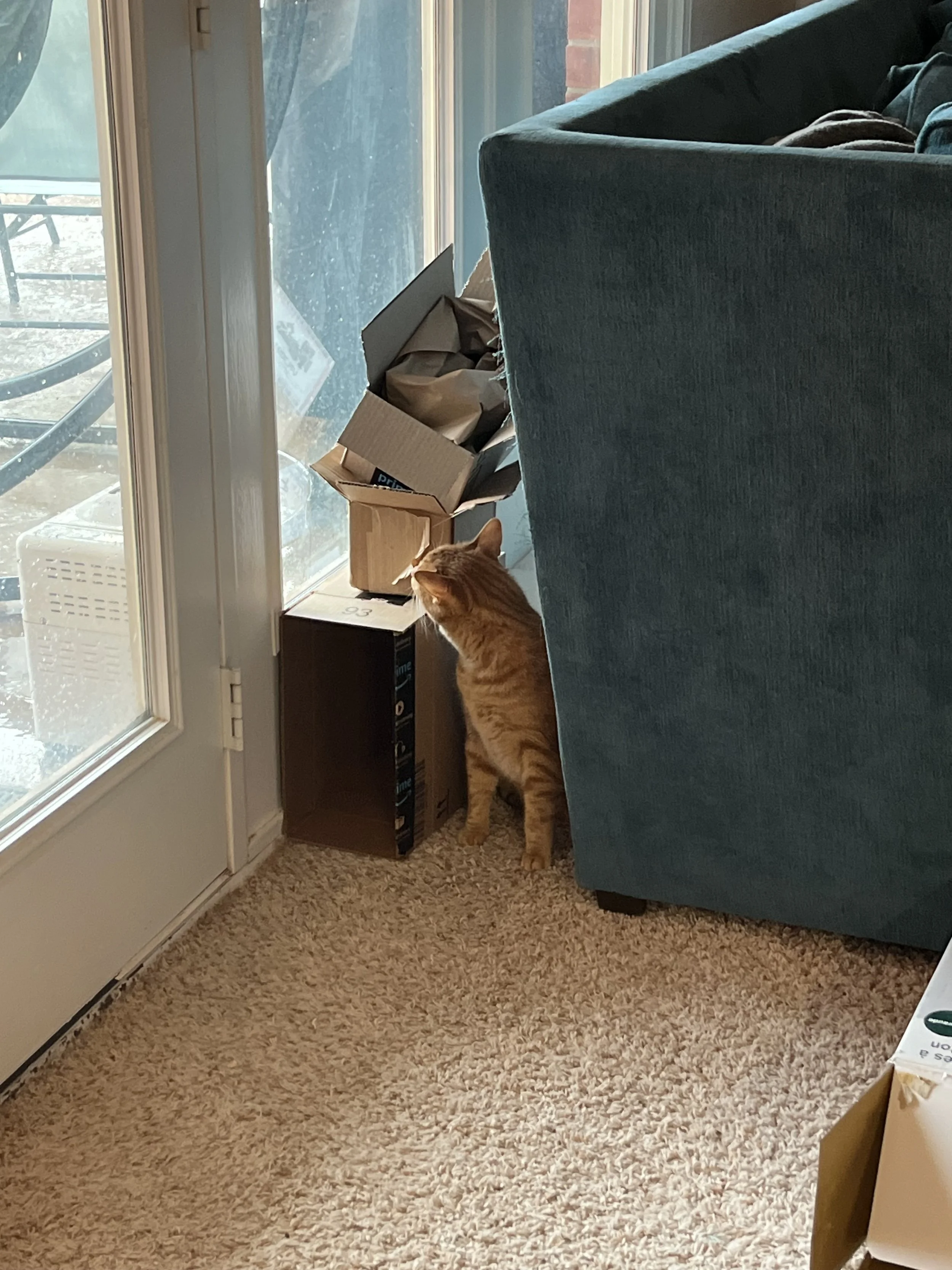 A ginger tabby cat standing on a beige carpet floor near a black side table, looking out a glass door. The door has a patio outside with a black metal patio set and brown paper and cardboard boxes stacked nearby, partially covered by a blue couch.