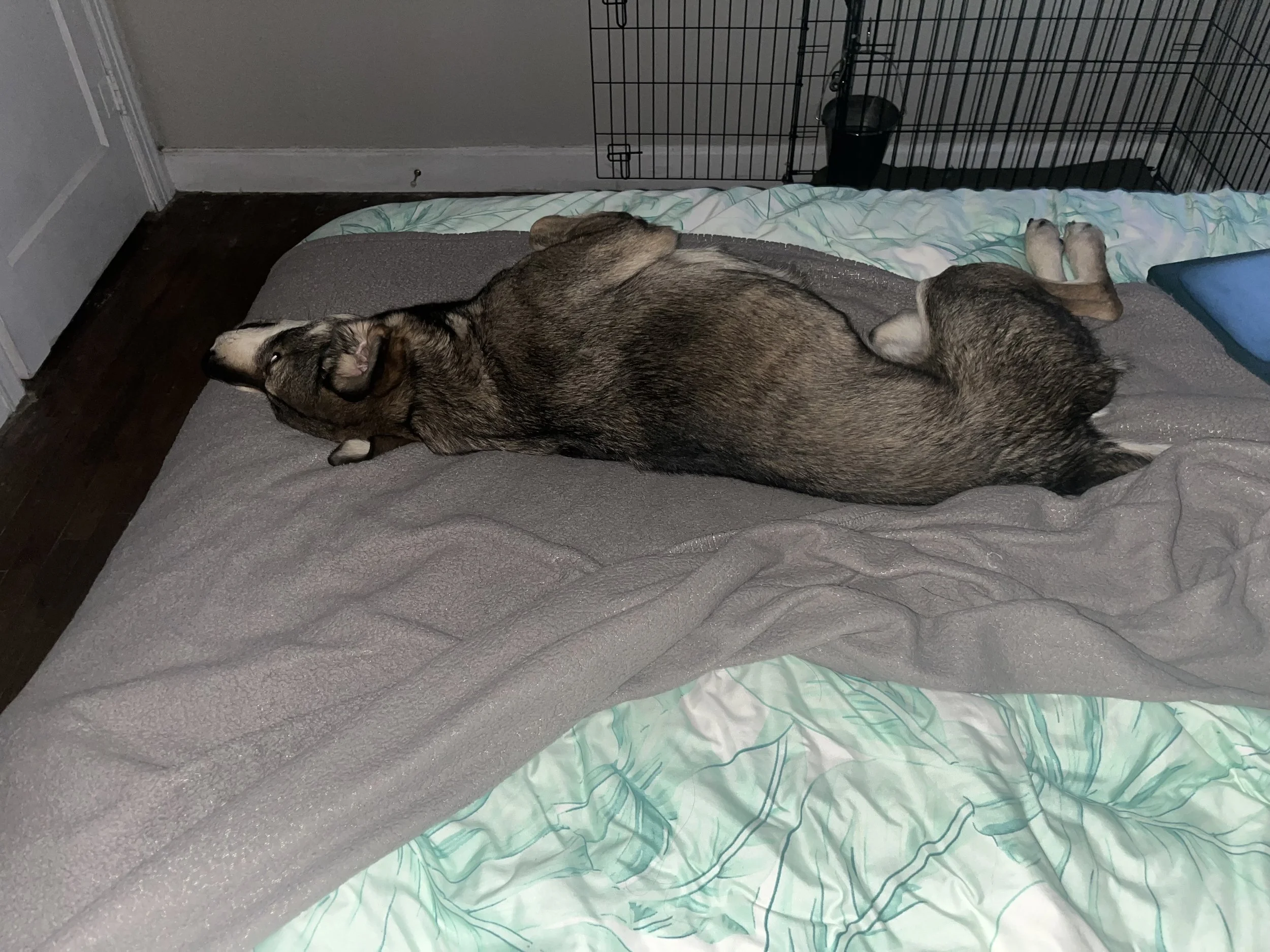 A dog lying on its side on a bed with a gray blanket, next to a pet crate and a water bowl, in a room with gray walls and a hardwood floor.