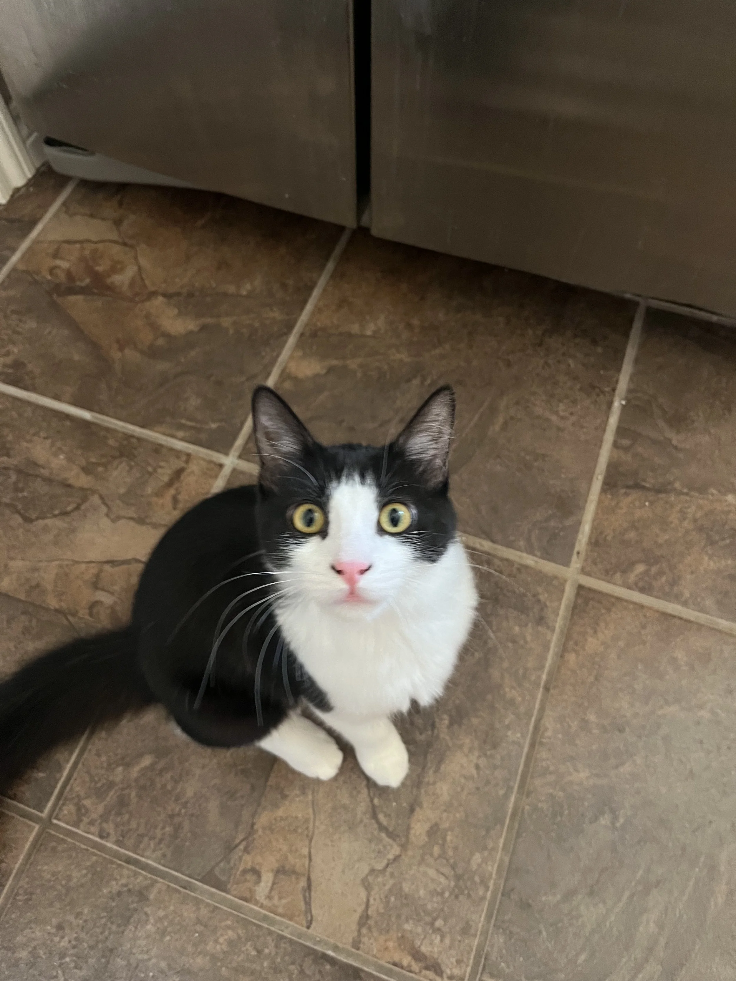 A black and white cat with yellow eyes looking up at the camera, standing on a tiled floor next to a kitchen appliance.