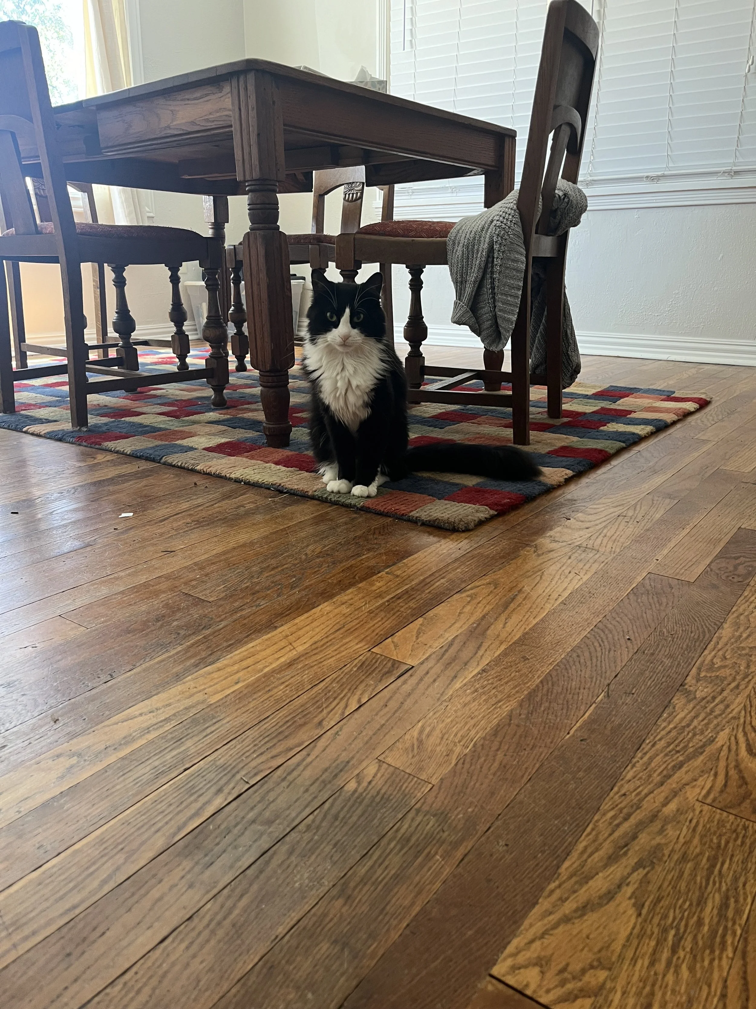 A black and white long-haired cat sitting under a wooden dining table in a room with hardwood floors and a colorful striped rug.