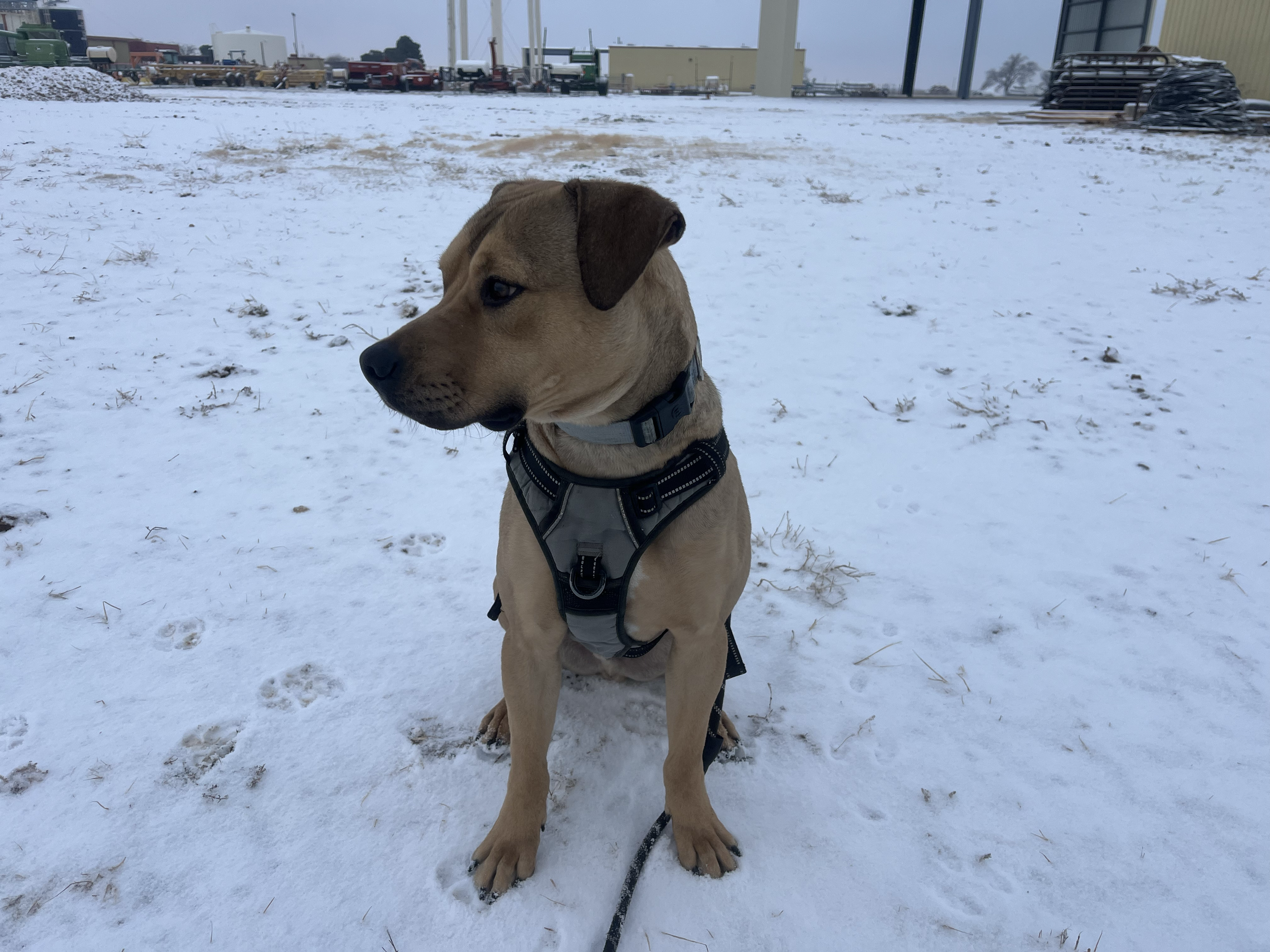 A young tan dog with a black snout and floppy ears sitting on snow-covered ground outdoors, wearing a harness and leash, with industrial buildings and equipment in the background.