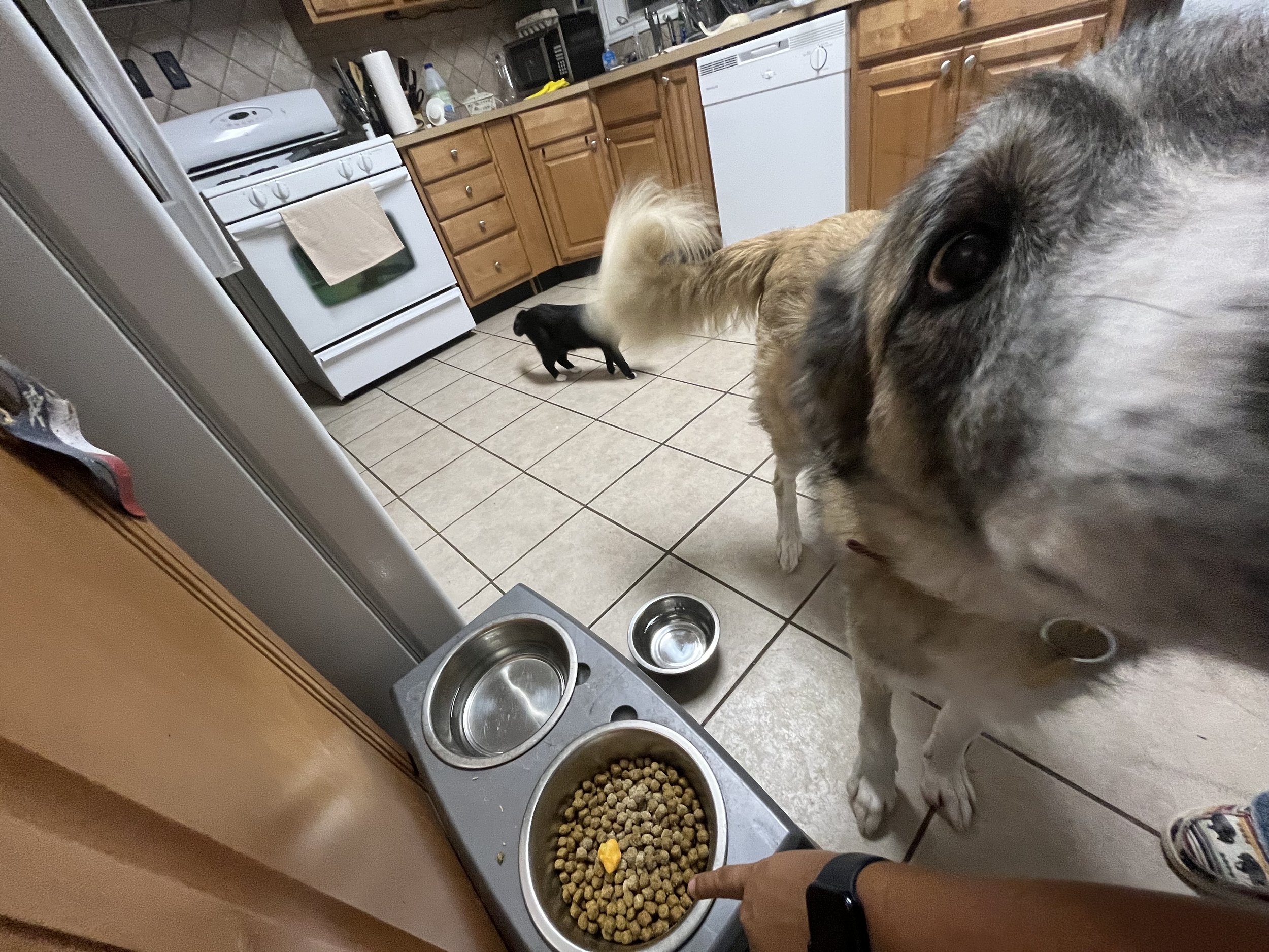 Close-up of two dogs near a feeding station with three bowls filled with dog food, in a kitchen with wooden cabinets and tiled floor.
