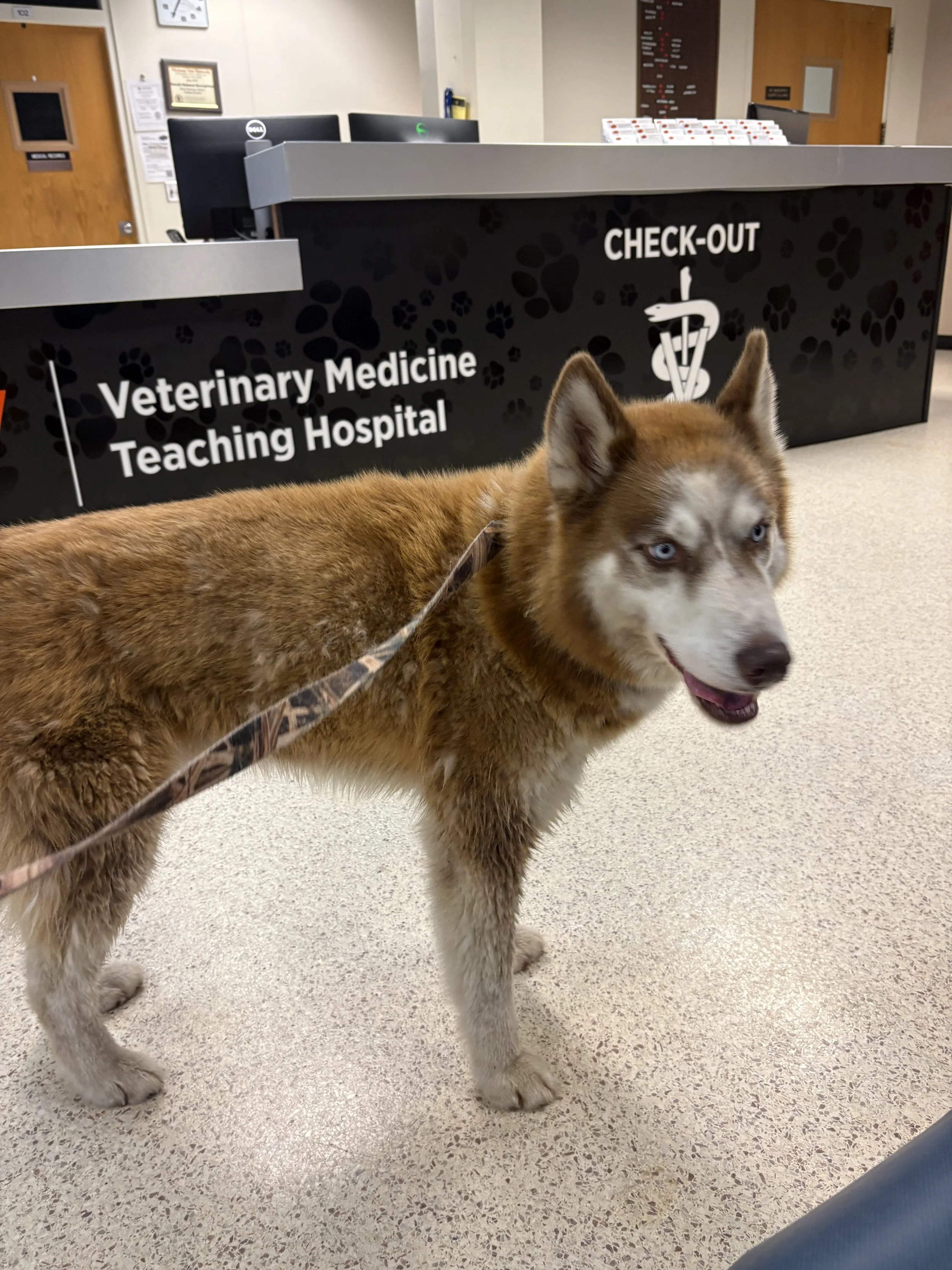 A Siberian husky with blue eyes standing in a veterinary teaching hospital lobby, with a check-out counter and medical signage in the background.
