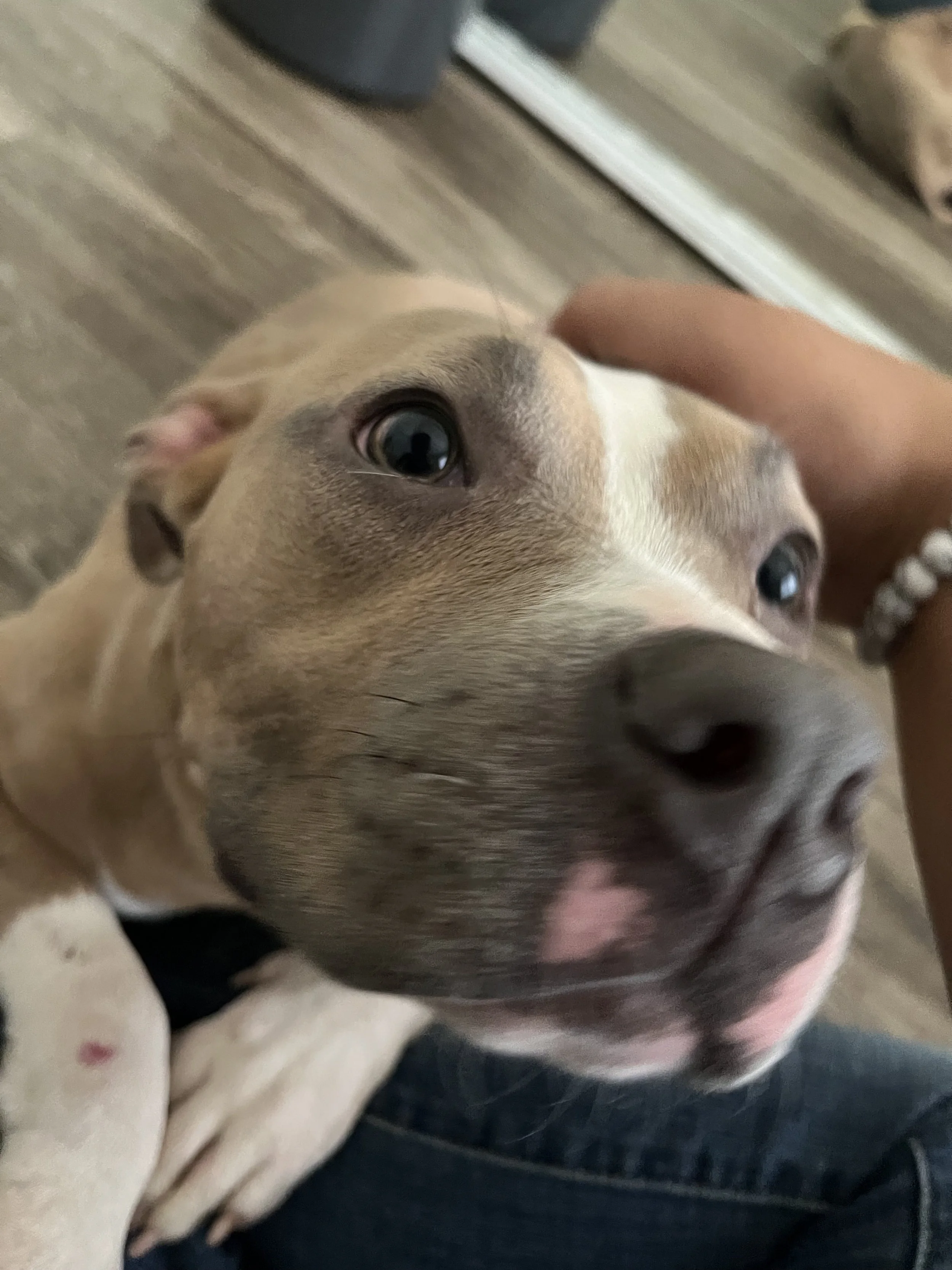 Close-up of a tan and white puppy with big, dark eyes and a pink tongue sticking out, being petted by a human finger.