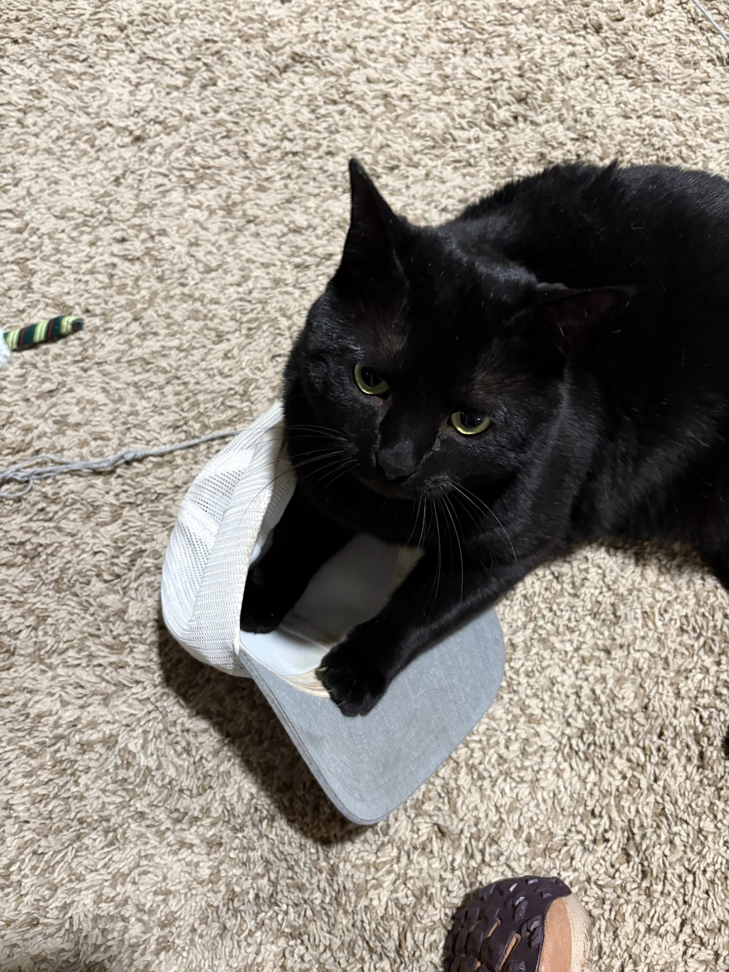 A black cat lying on a gray sneaker on a beige carpet. A person’s foot with a brown shoe is visible in the bottom right corner.