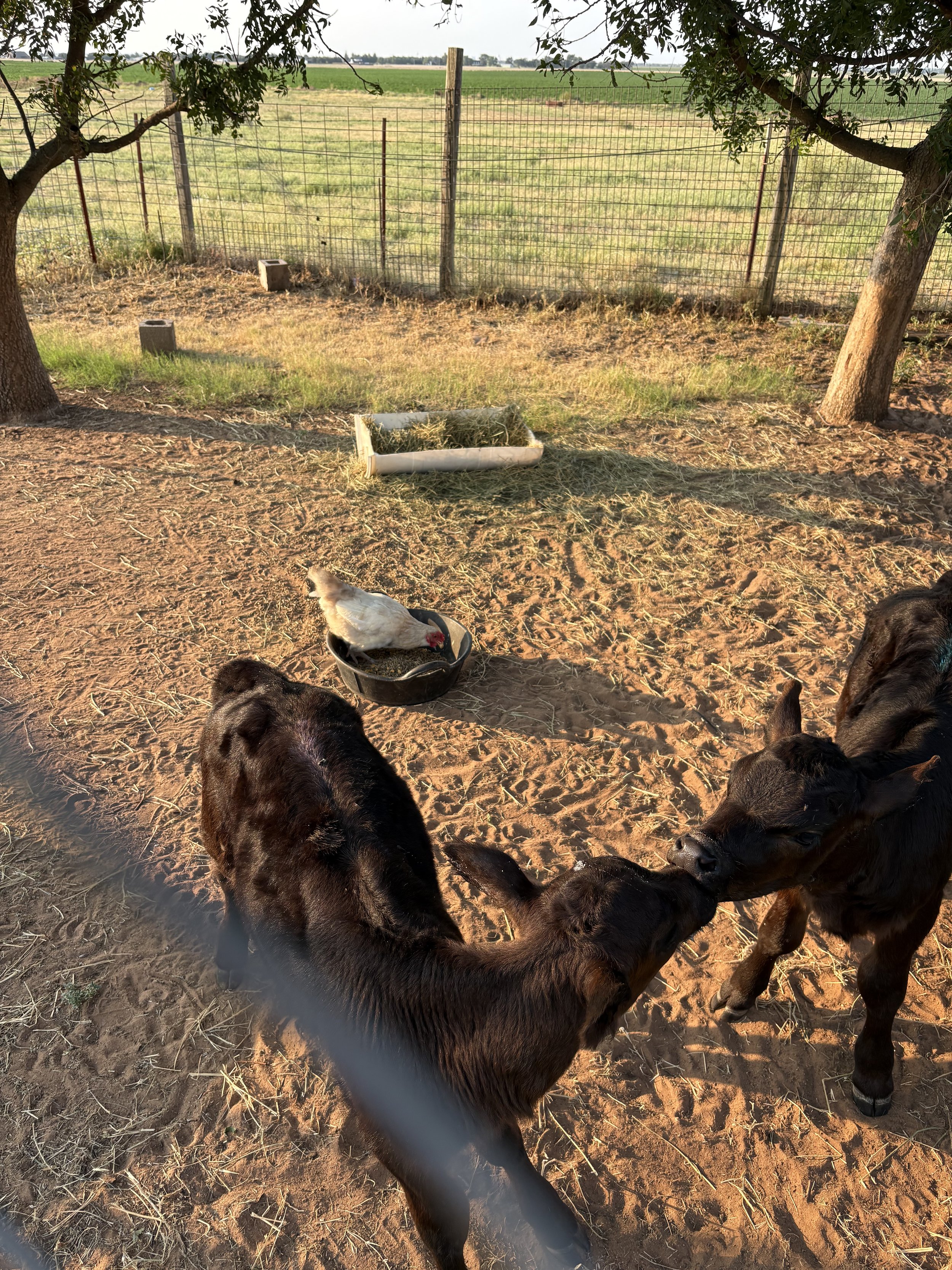 A farm scene featuring several black calves and a hen, with a wire fence, trees, and open fields in the background during sunset.