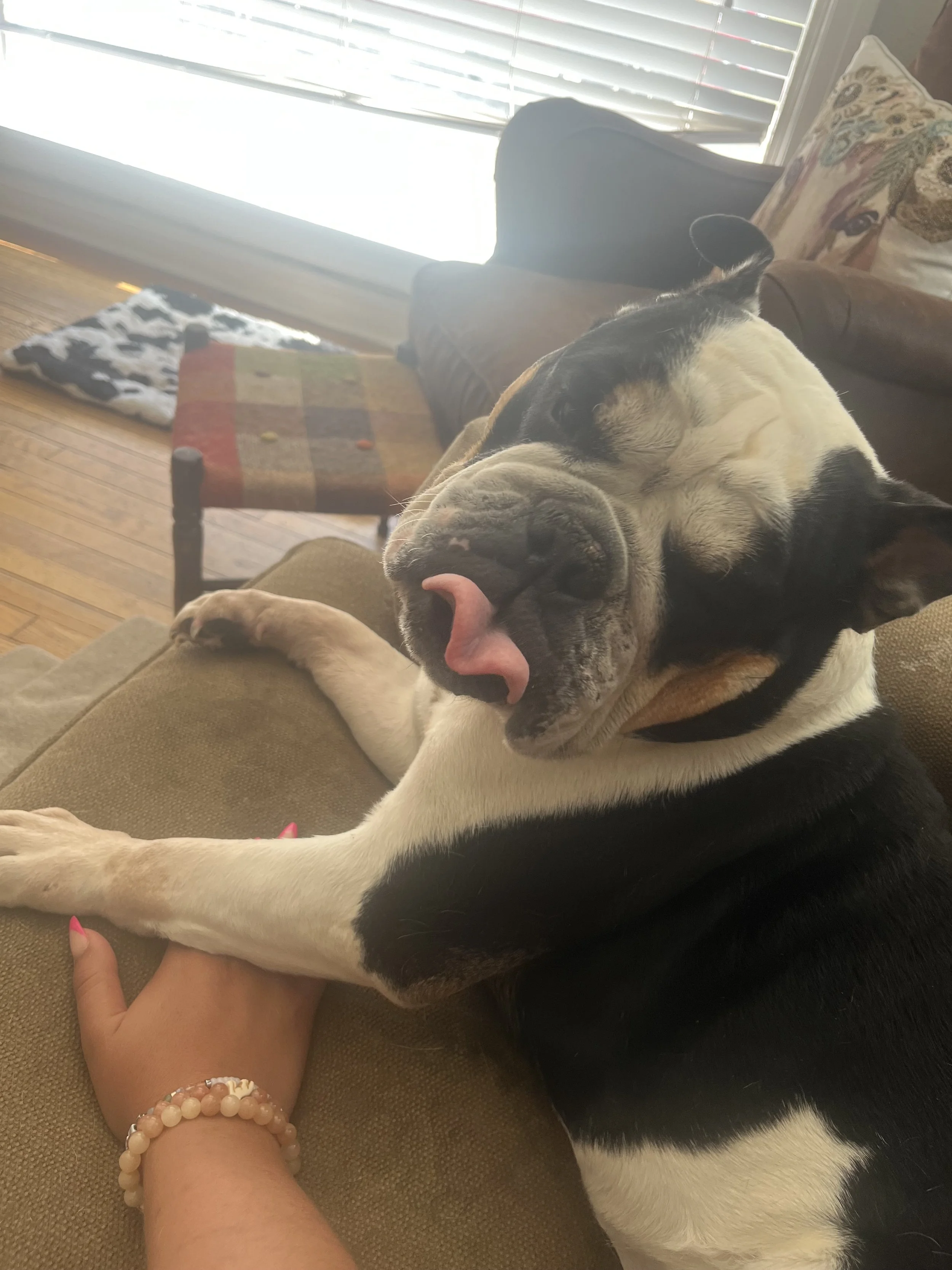 A sleeping dog lying on a couch with a person's hand holding one of its paws. The person is wearing a bracelet made of pastel-colored beads.