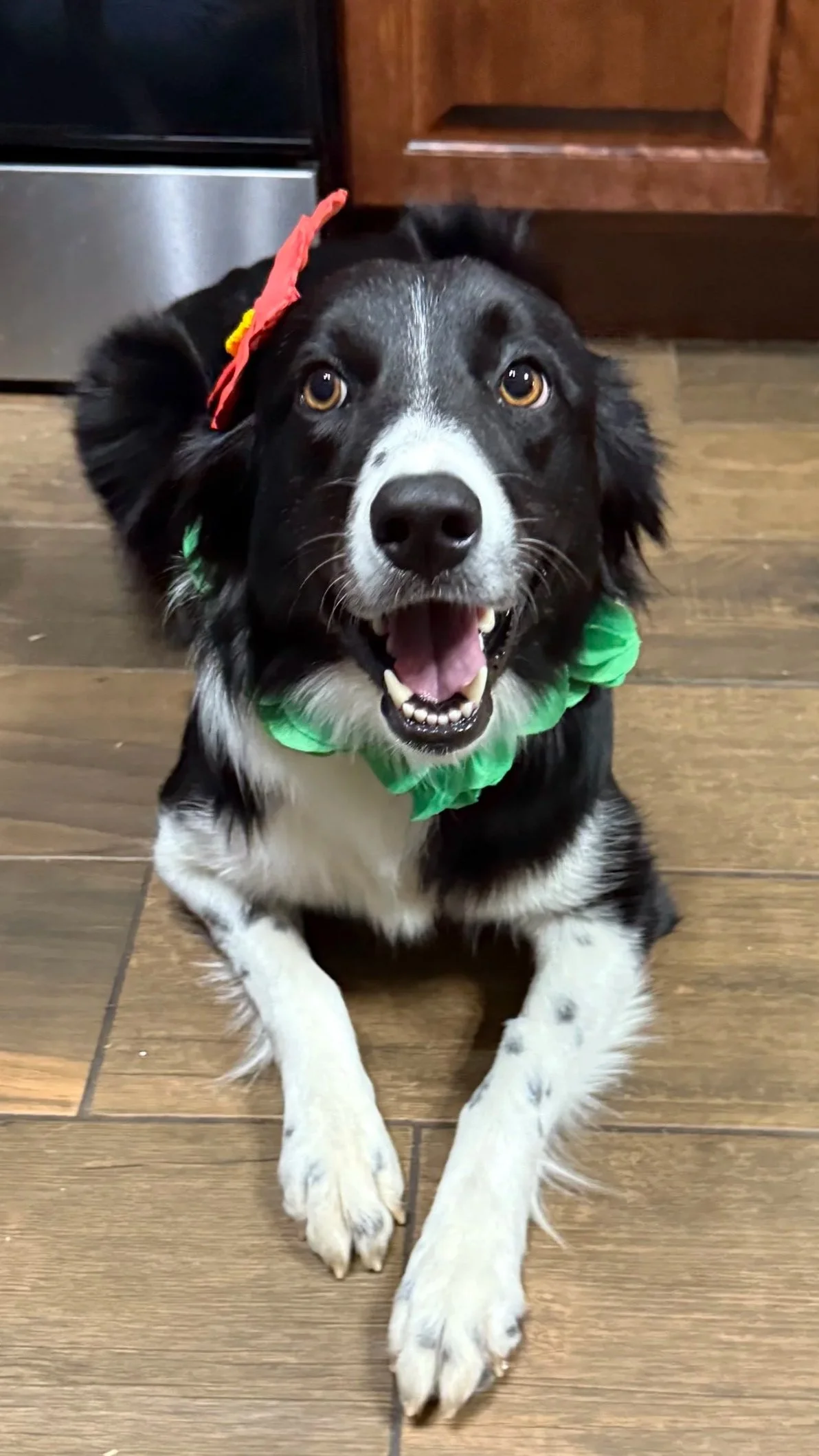 A black and white Australian Shepherd dog sitting on a wooden floor with a red paper crown on its head and a green ribbon collar, looking up with a happy expression.