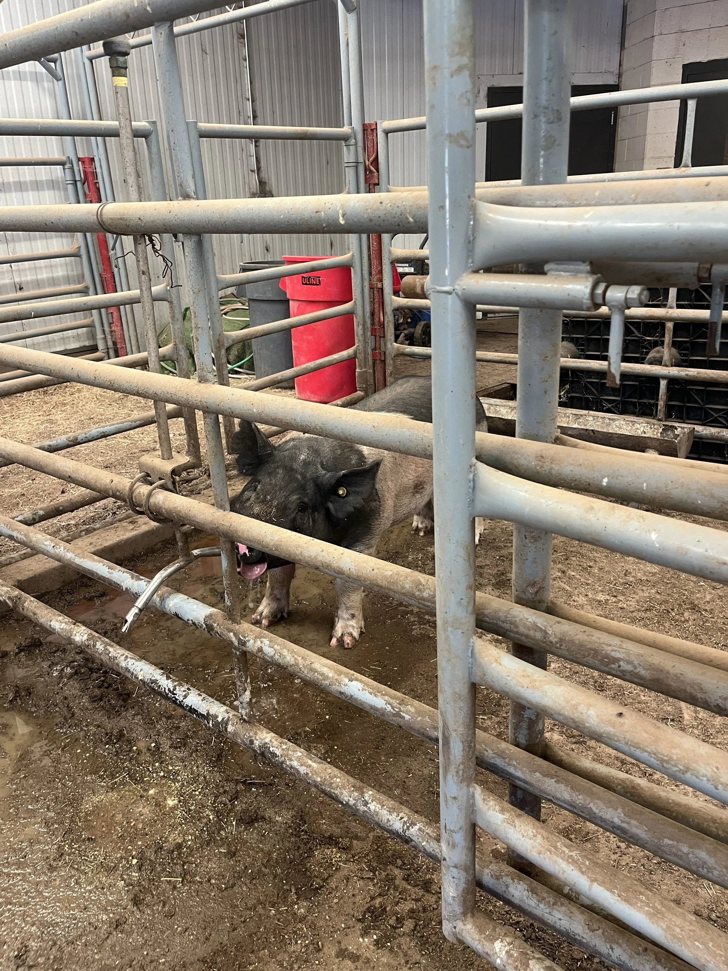 A pig lying on the dirt ground inside a metal pen with horizontal bars, with a red bucket hanging on the bars and a gray bucket nearby. The pig has a pink snout, black and pink skin, and appears to be resting.