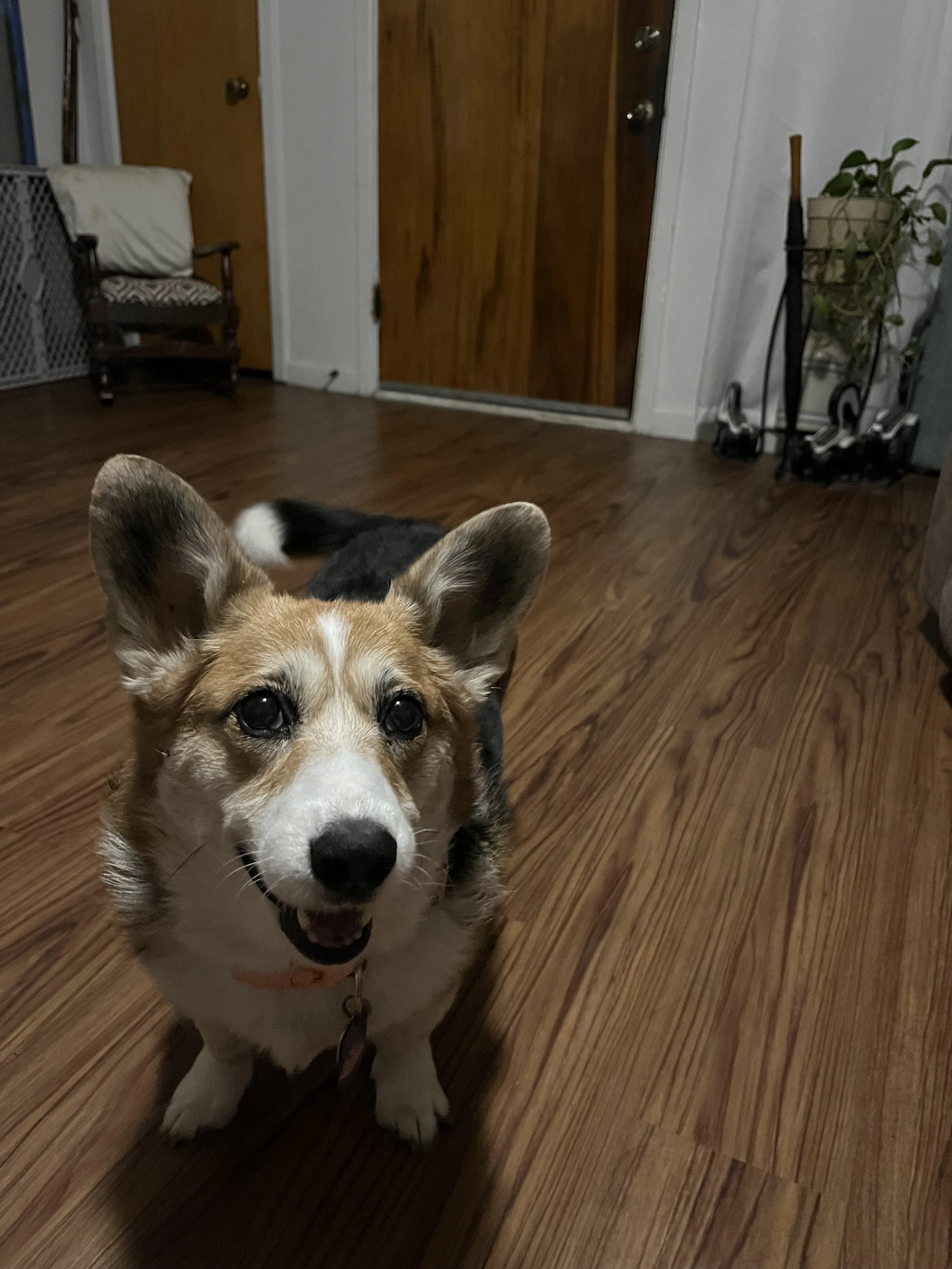 A dog with a happy expression, standing on a wooden floor inside a home, with a door, a chair, and some plants in the background.
