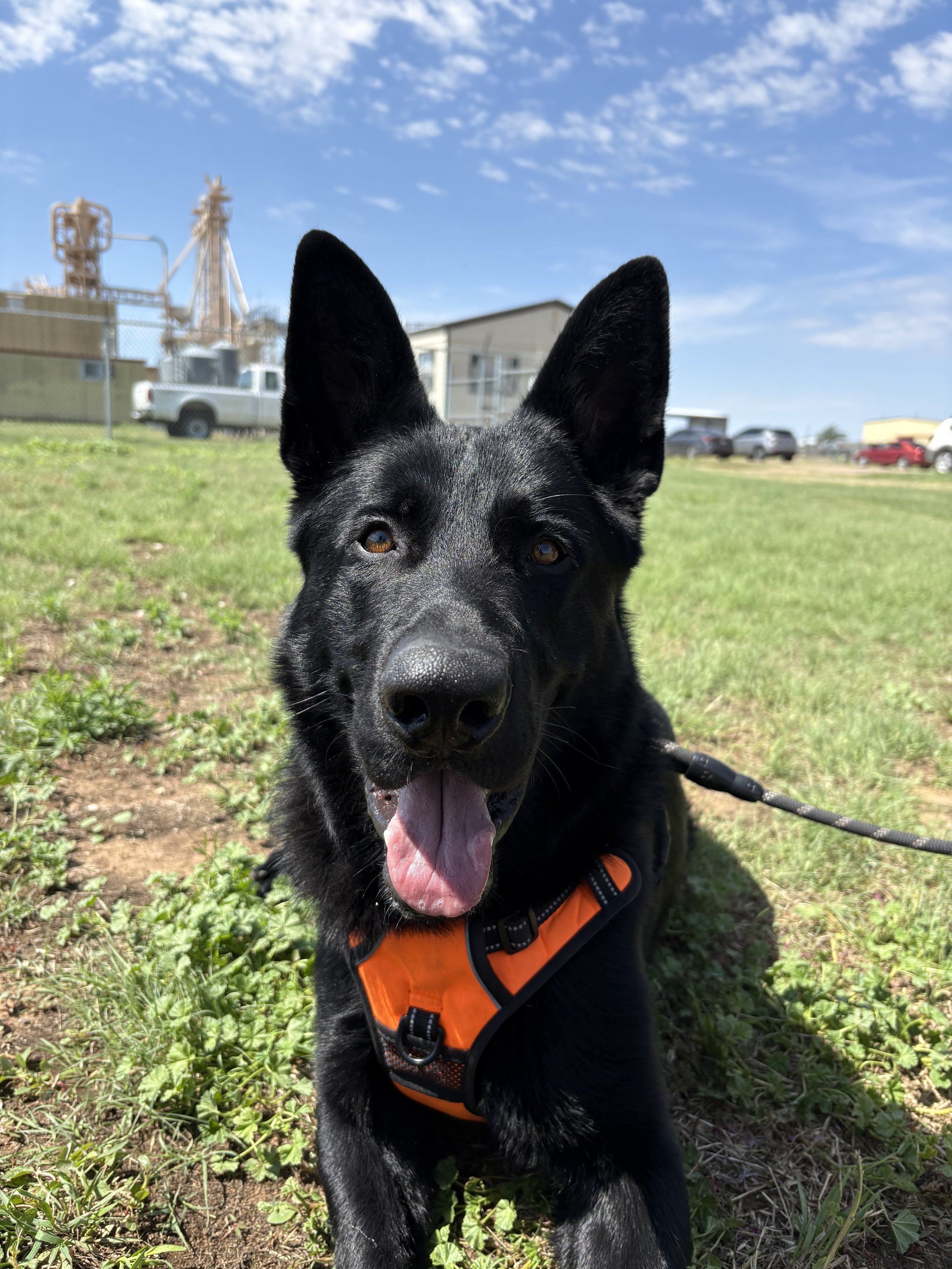 A black dog with large ears, tongue out, wearing an orange harness, sitting on grass in an outdoor area with a clear blue sky, some parked cars, and a building in the background.
