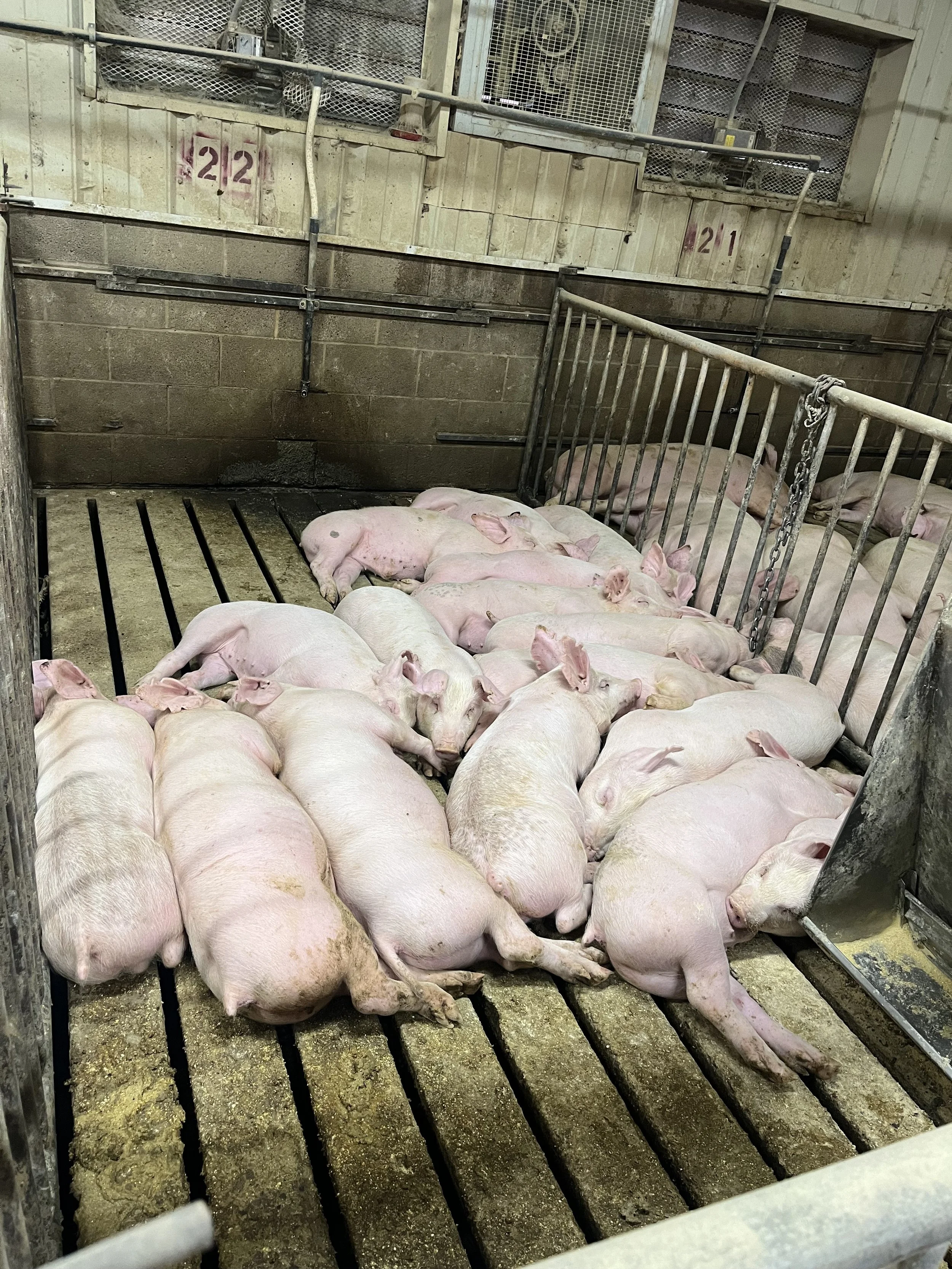 Multiple pink pigs lying on the floor inside a pig farm pen with metal bars and dirty flooring.